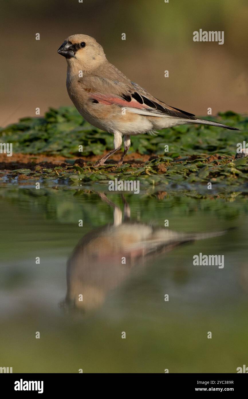 Finch deserto (Rhodospiza obsoleta precedentemente Carduelis obsoleta) vicino ad un pozze d'acqua nel deserto di Negev, israele. L'uccello è davvero un residuo del deserto Foto Stock