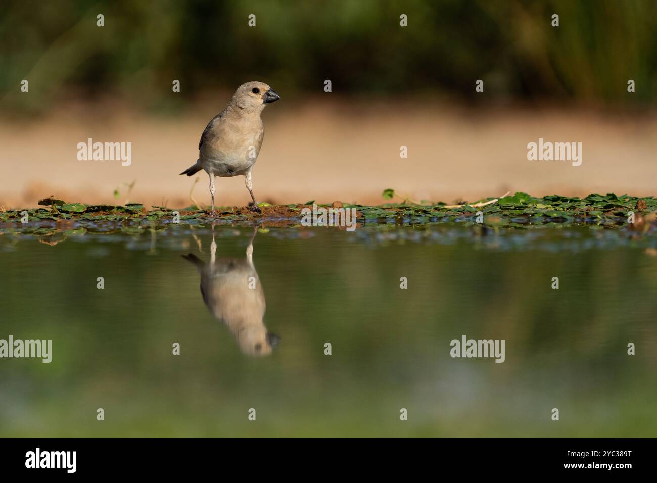 Finch deserto (Rhodospiza obsoleta precedentemente Carduelis obsoleta) vicino ad un pozze d'acqua nel deserto di Negev, israele. L'uccello è davvero un residuo del deserto Foto Stock