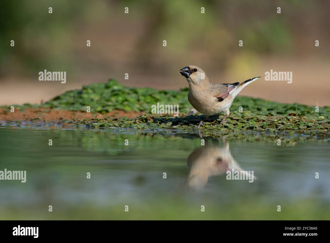 Finch deserto (Rhodospiza obsoleta precedentemente Carduelis obsoleta) vicino ad un pozze d'acqua nel deserto di Negev, israele. L'uccello è davvero un residuo del deserto Foto Stock