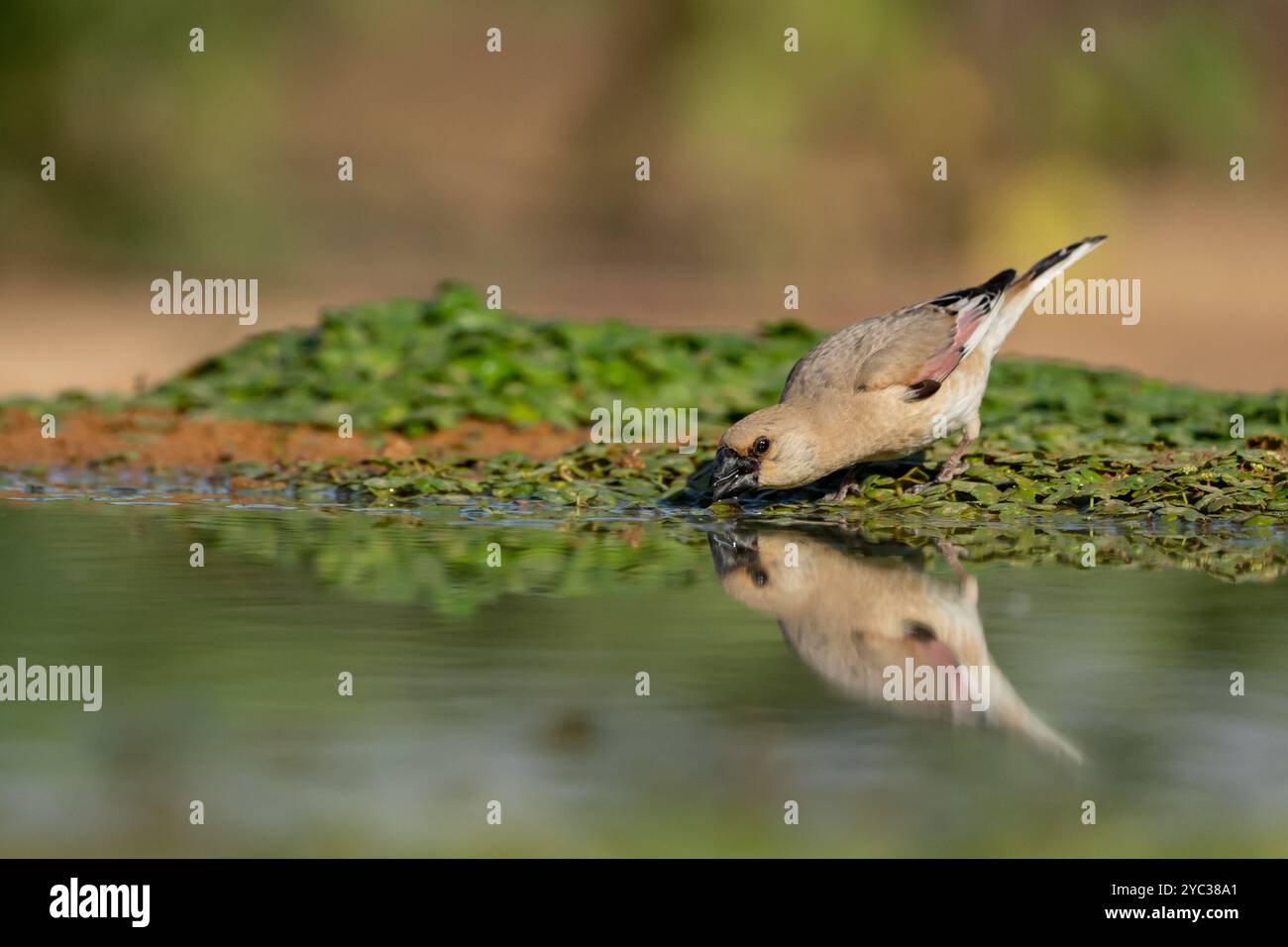 Finch deserto (Rhodospiza obsoleta precedentemente Carduelis obsoleta) vicino ad un pozze d'acqua nel deserto di Negev, israele. L'uccello è davvero un residuo del deserto Foto Stock