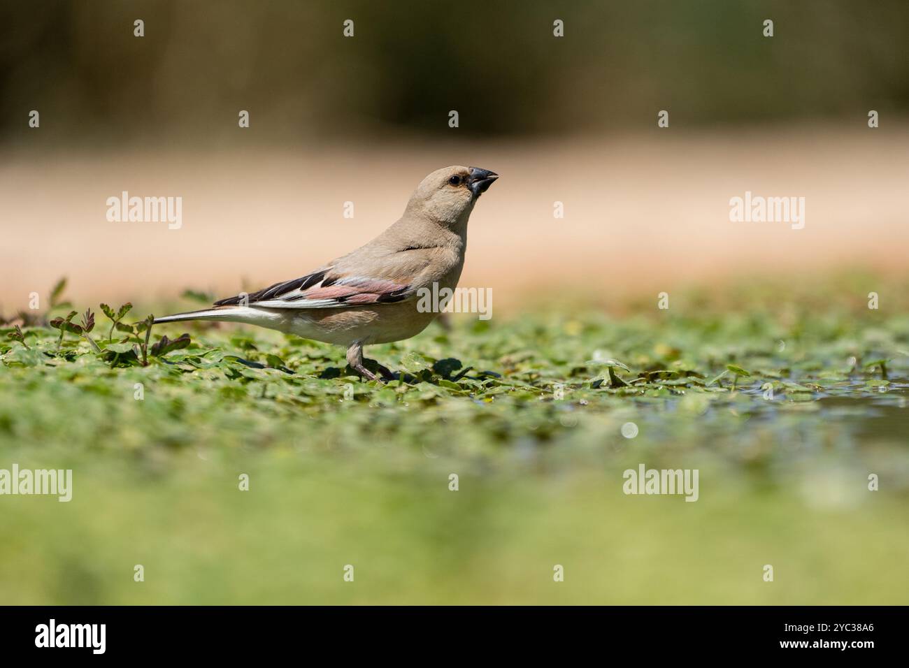 Finch deserto (Rhodospiza obsoleta precedentemente Carduelis obsoleta) vicino ad un pozze d'acqua nel deserto di Negev, israele. L'uccello è davvero un residuo del deserto Foto Stock