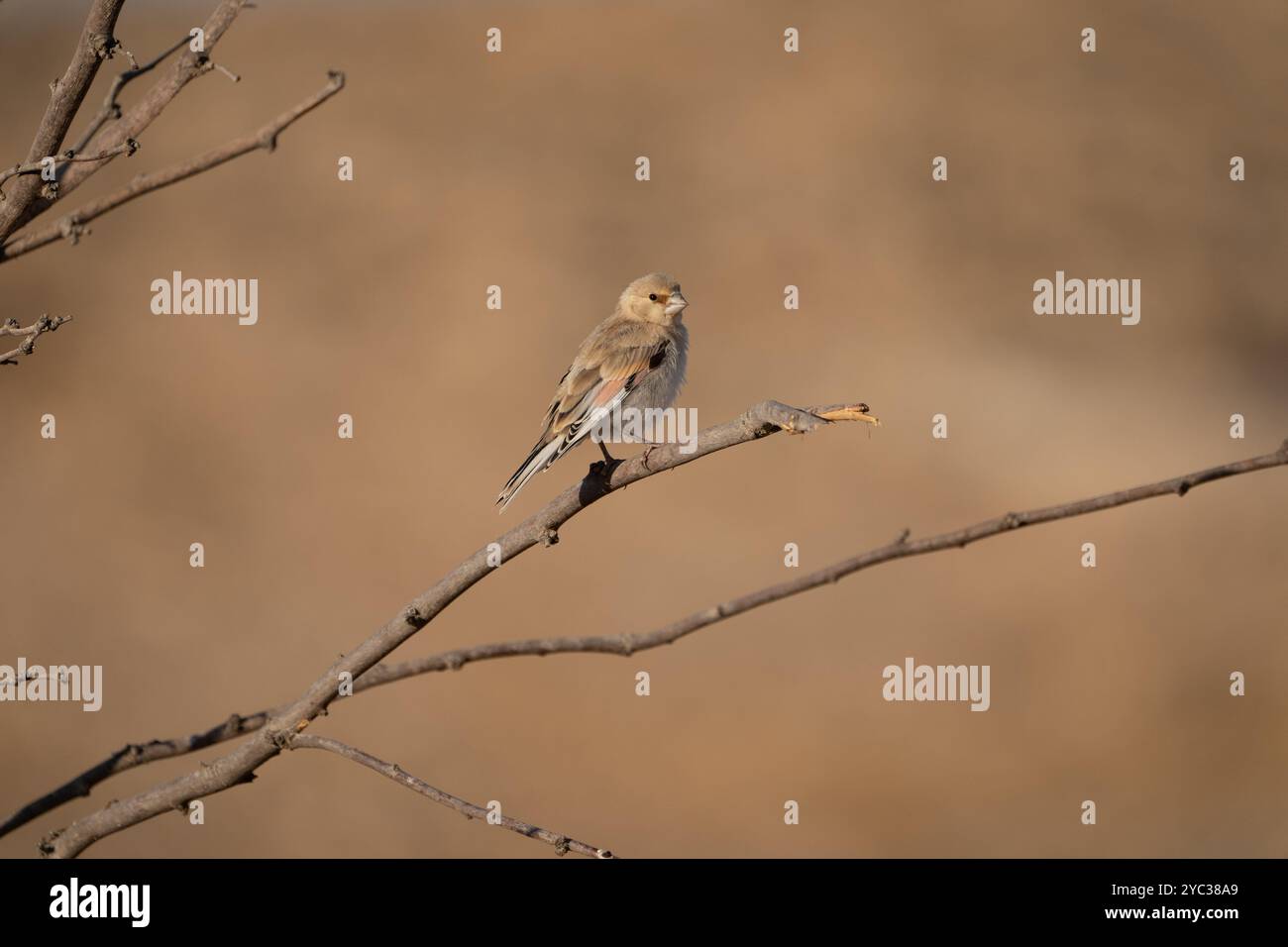 Finch deserto (Rhodospiza obsoleta precedentemente Carduelis obsoleta) vicino ad un pozze d'acqua nel deserto di Negev, israele. L'uccello è davvero un residuo del deserto Foto Stock