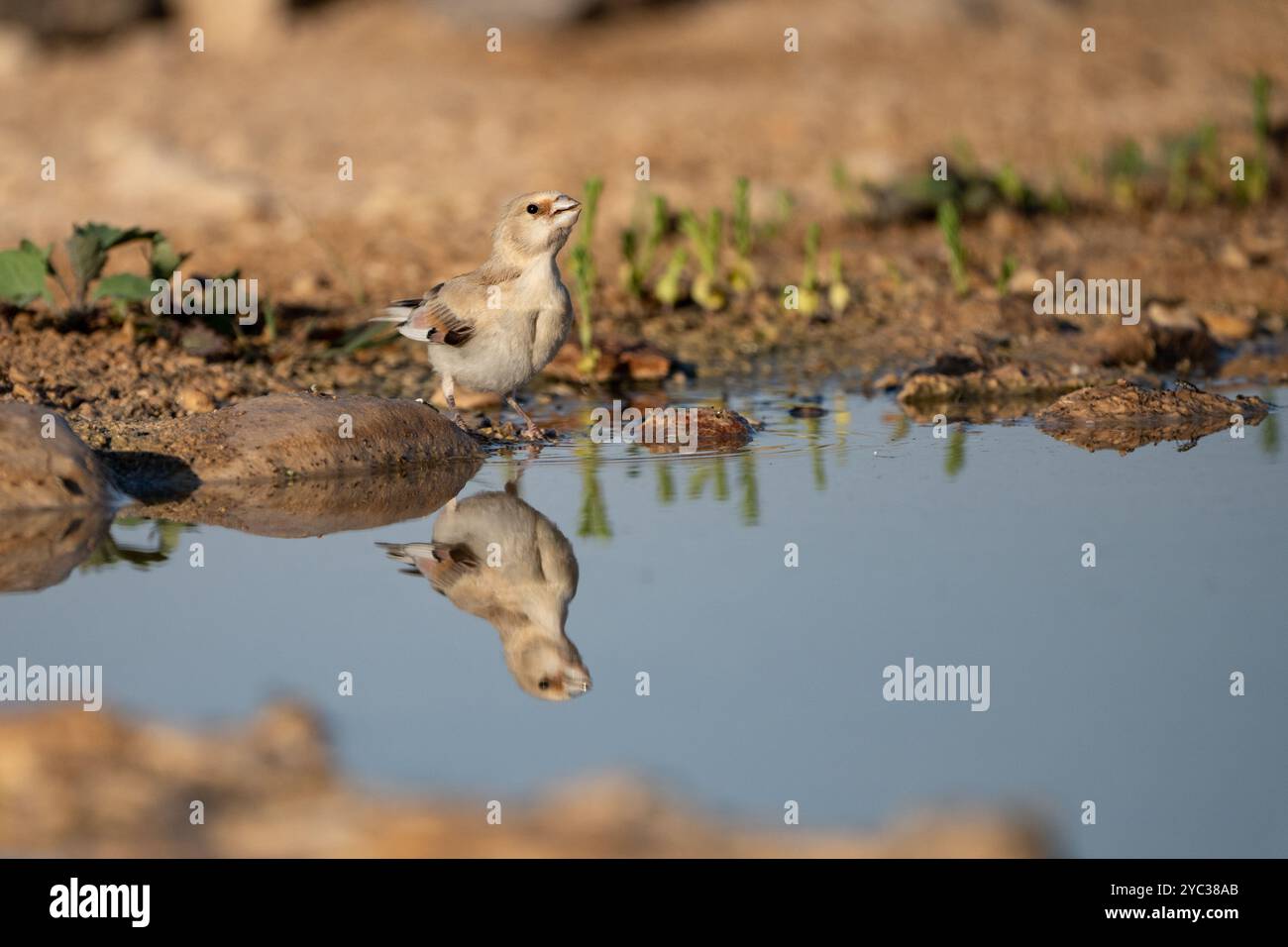 Finch deserto (Rhodospiza obsoleta precedentemente Carduelis obsoleta) vicino ad un pozze d'acqua nel deserto di Negev, israele. L'uccello è davvero un residuo del deserto Foto Stock