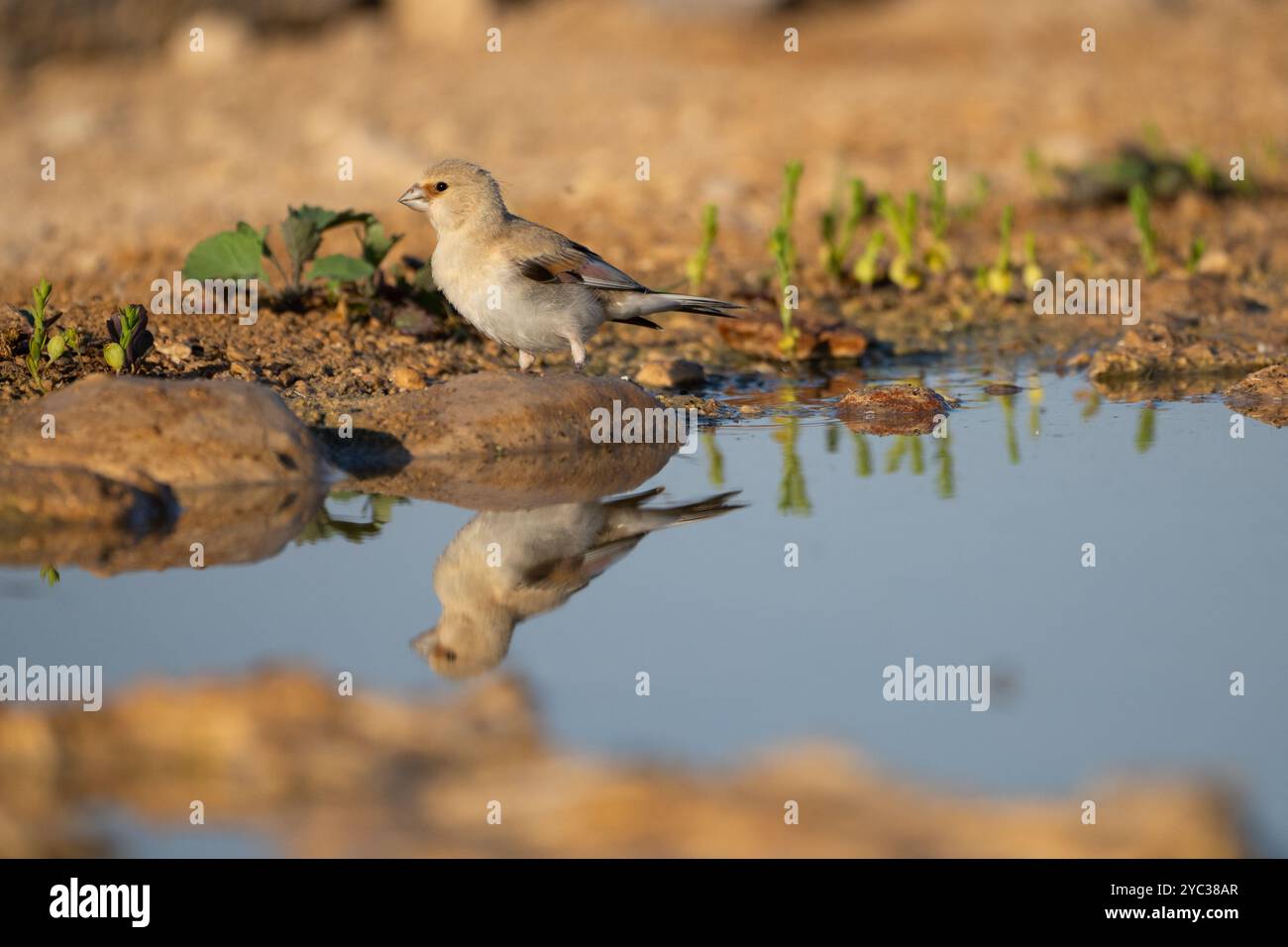 Finch deserto (Rhodospiza obsoleta precedentemente Carduelis obsoleta) vicino ad un pozze d'acqua nel deserto di Negev, israele. L'uccello è davvero un residuo del deserto Foto Stock