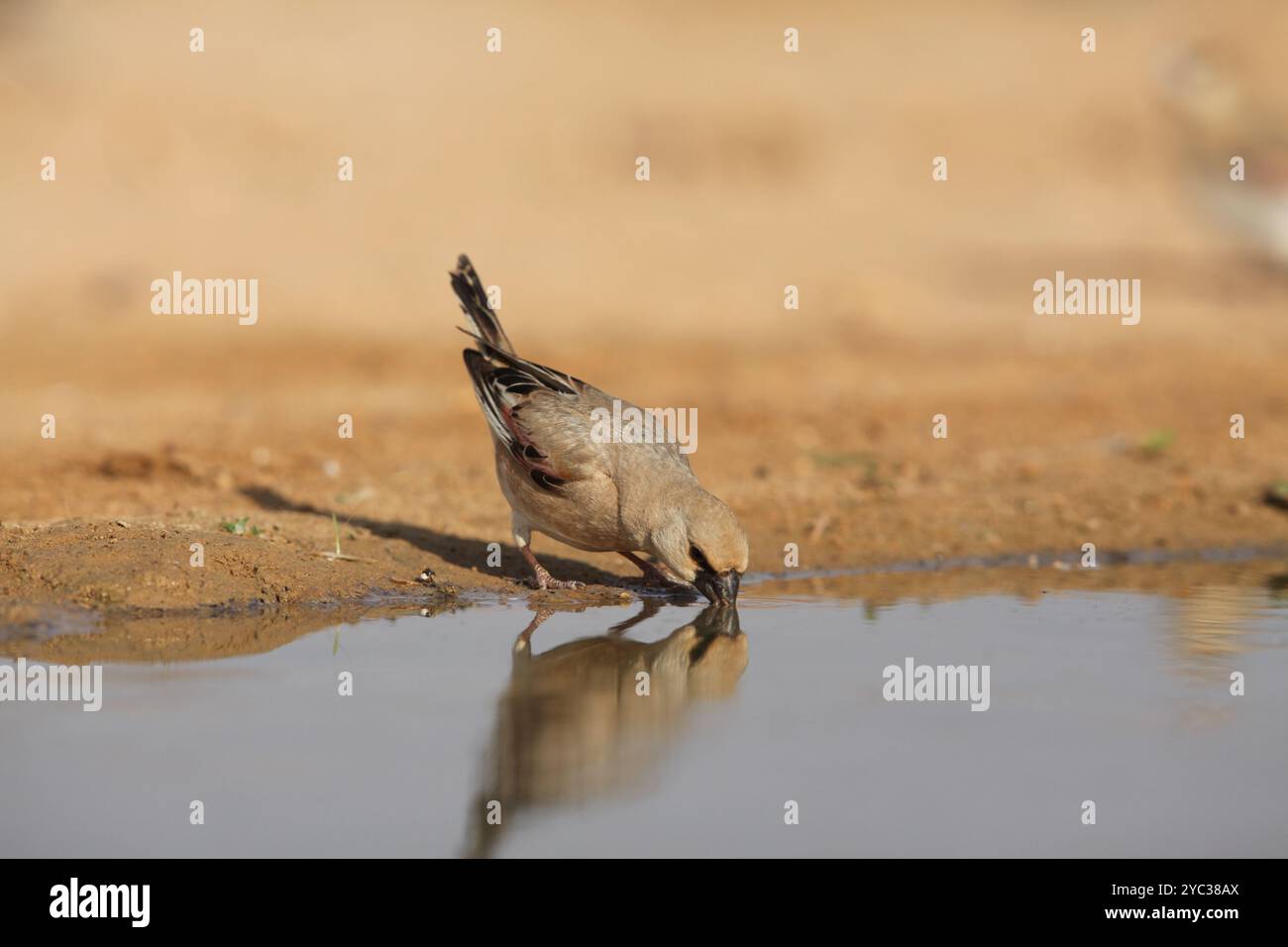 Finch deserto (Rhodospiza obsoleta precedentemente Carduelis obsoleta) vicino ad un pozze d'acqua nel deserto di Negev, israele. L'uccello è davvero un residuo del deserto Foto Stock