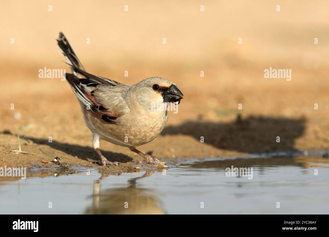Finch deserto (Rhodospiza obsoleta precedentemente Carduelis obsoleta) vicino ad un pozze d'acqua nel deserto di Negev, israele. L'uccello è davvero un residuo del deserto Foto Stock