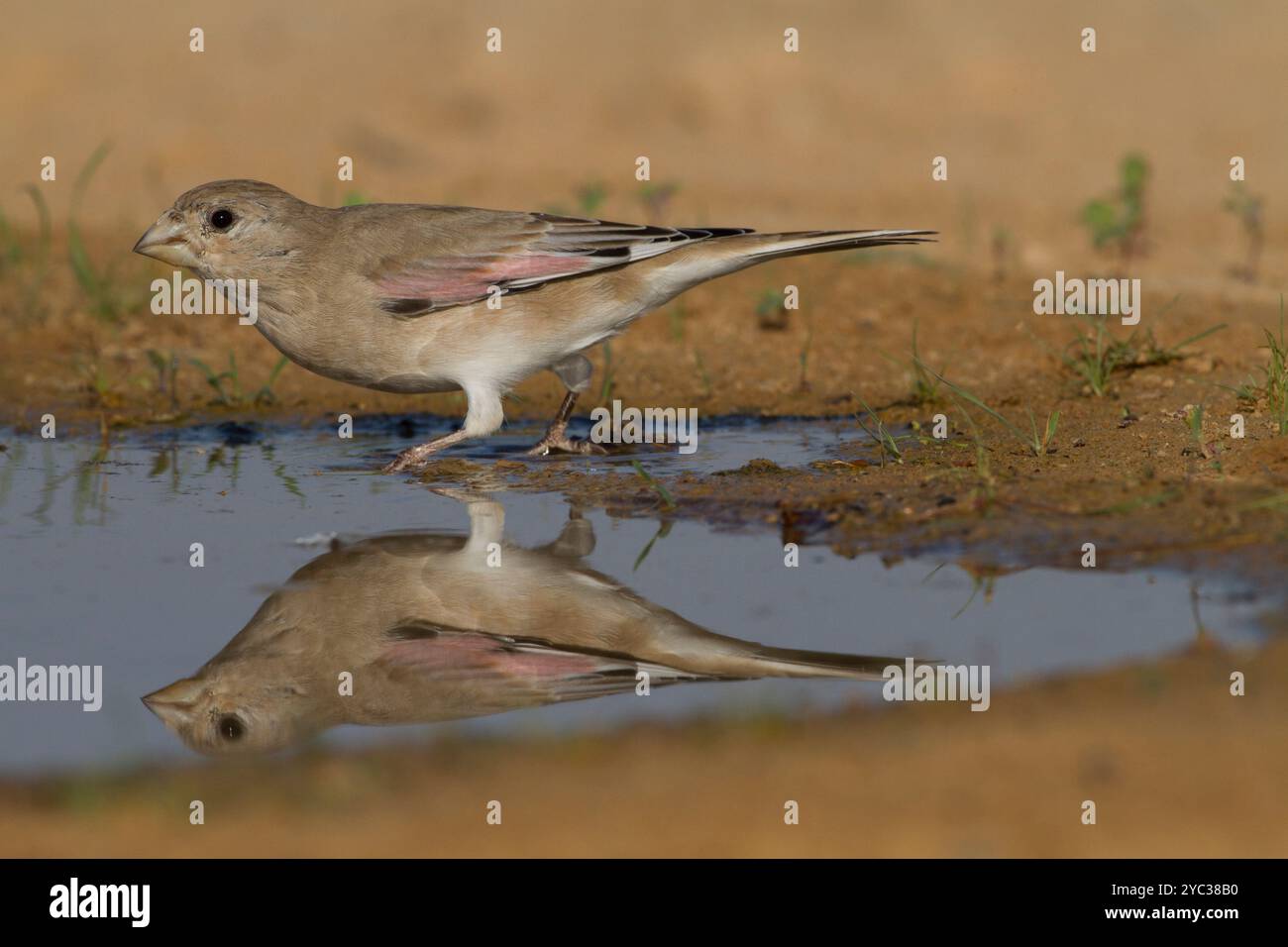 Finch deserto (Rhodospiza obsoleta precedentemente Carduelis obsoleta) vicino ad un pozze d'acqua nel deserto di Negev, israele. L'uccello è davvero un residuo del deserto Foto Stock