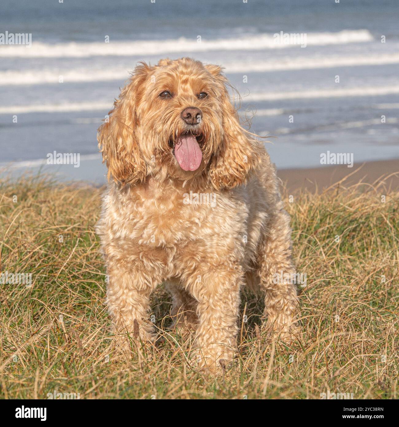 cockapoo in piedi sulle scogliere che si affacciano sul mare Foto Stock
