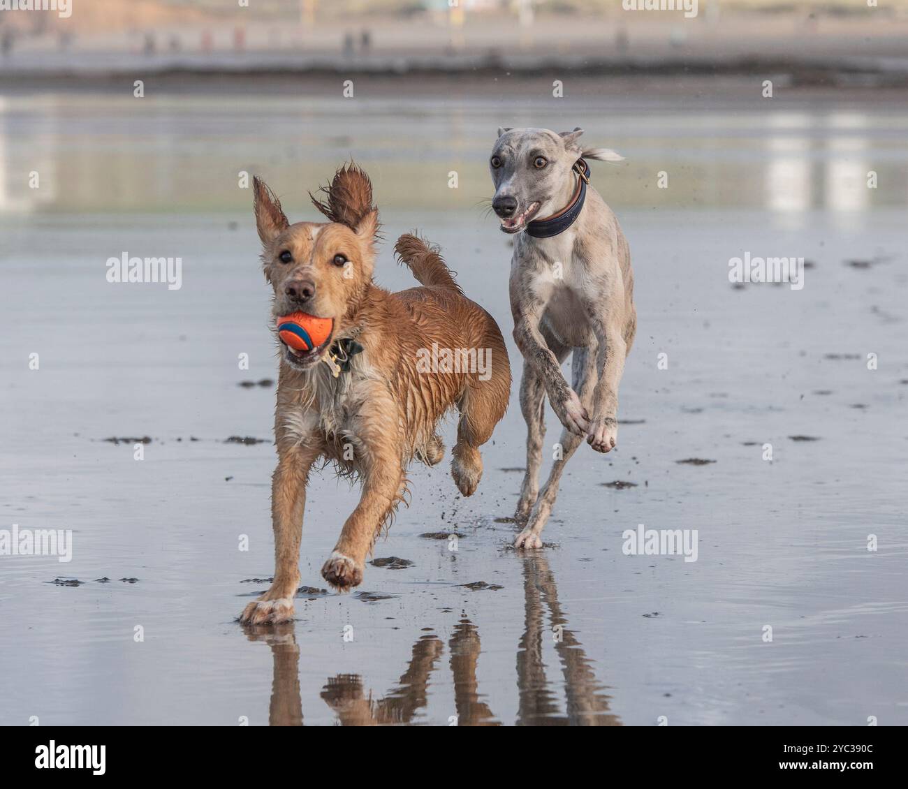 due cani, un frullino che insegue uno spaniel con una palla in bocca sulla spiaggia Foto Stock