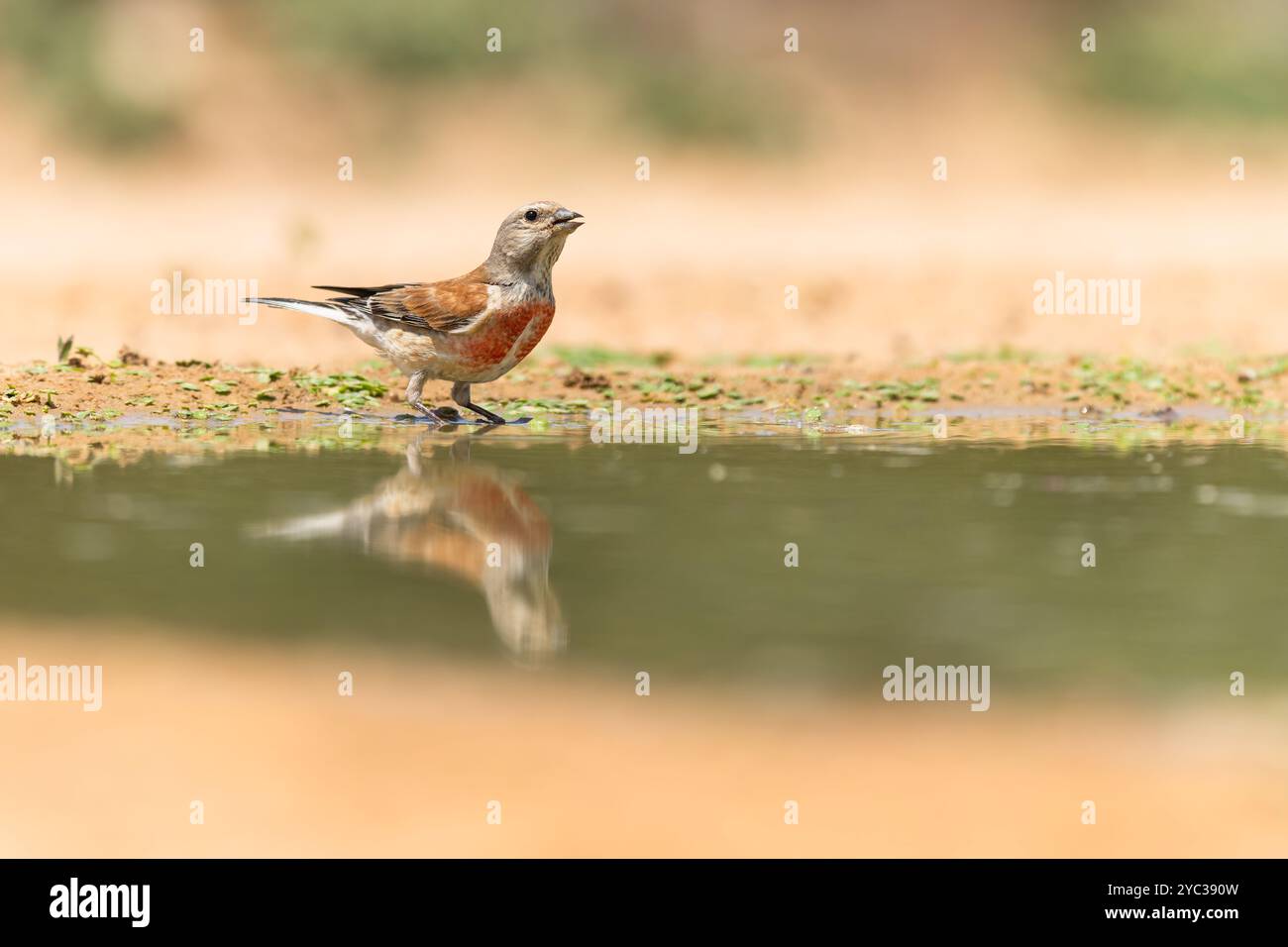 Linnet comune ( Linaria cannabina syn Fringilla cannabina o Carduelis cannabina تفاحي مألوف ) vicino a una pozzanghera d'acqua, israele a giugno Foto Stock