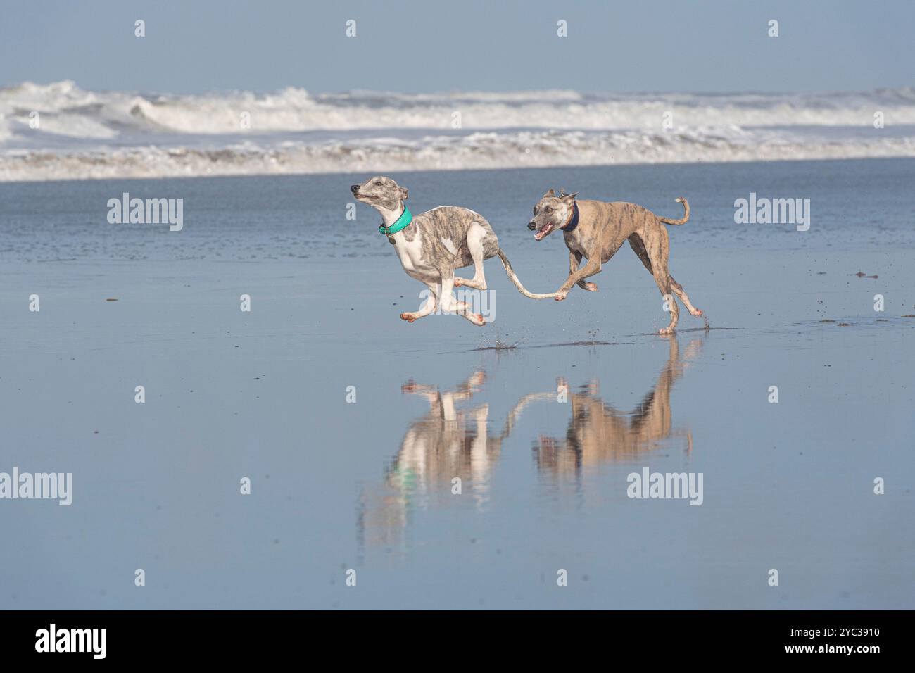 due frustate che si inseguono sulla spiaggia Foto Stock