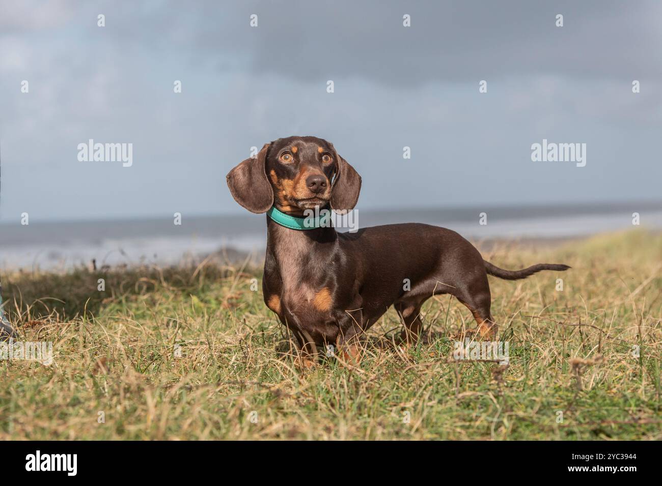 un piccolo dachshund in piedi con orgoglio con la costa dietro e un grande spazio per una copia Foto Stock