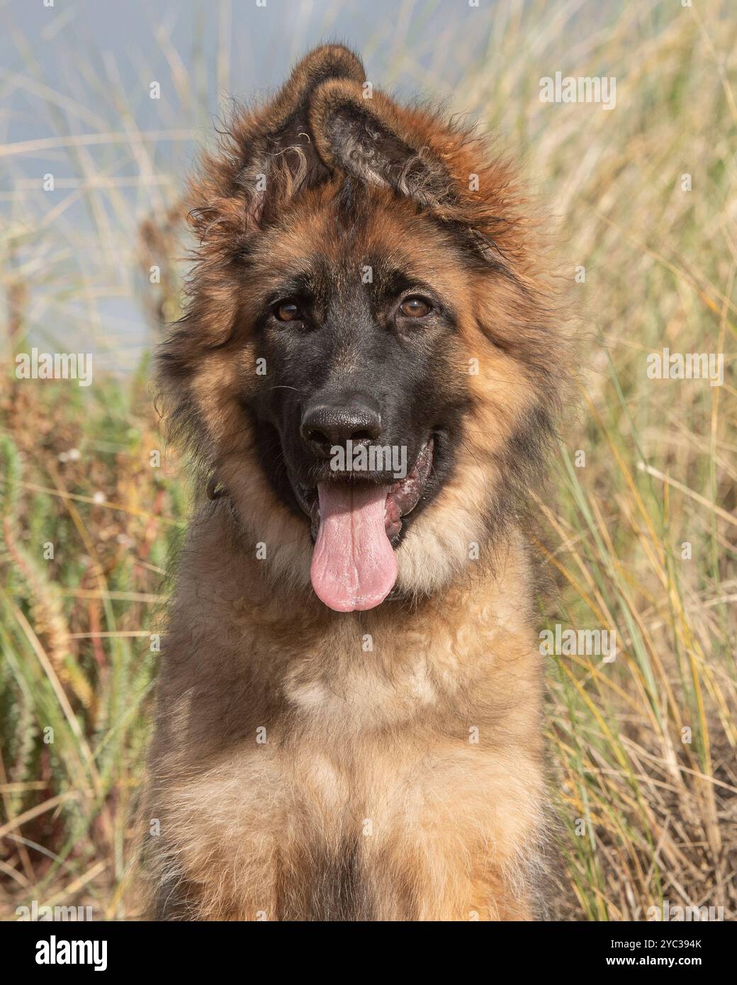 Cucciolo di cane pastore tedesco in erba lunga Foto Stock