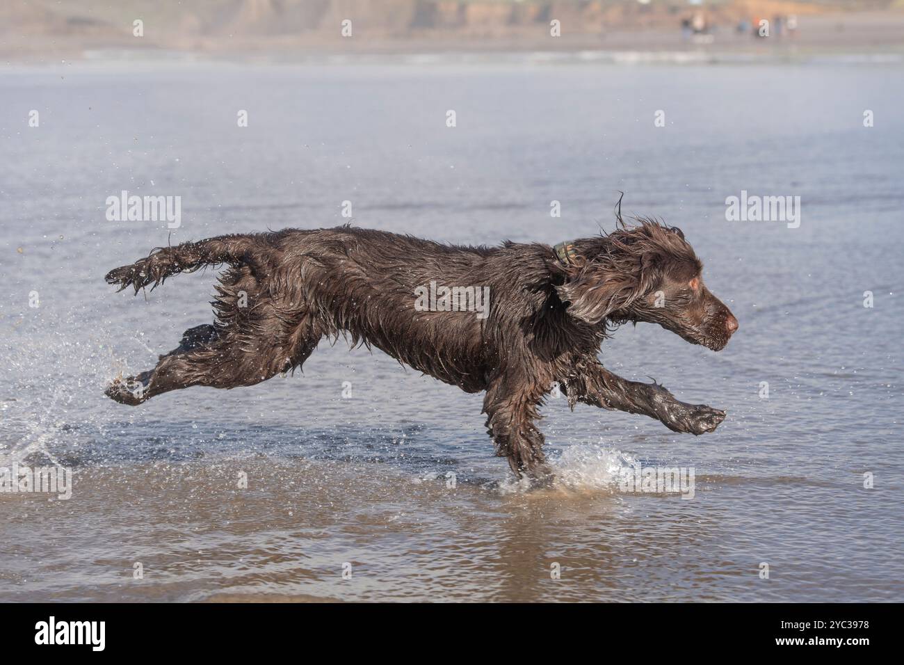 spaniel cocker inglese che corre sulla spiaggia Foto Stock