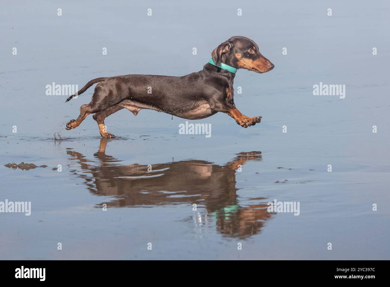 Una piccola spiaggia dai capelli lisci che corre sulla spiaggia Foto Stock