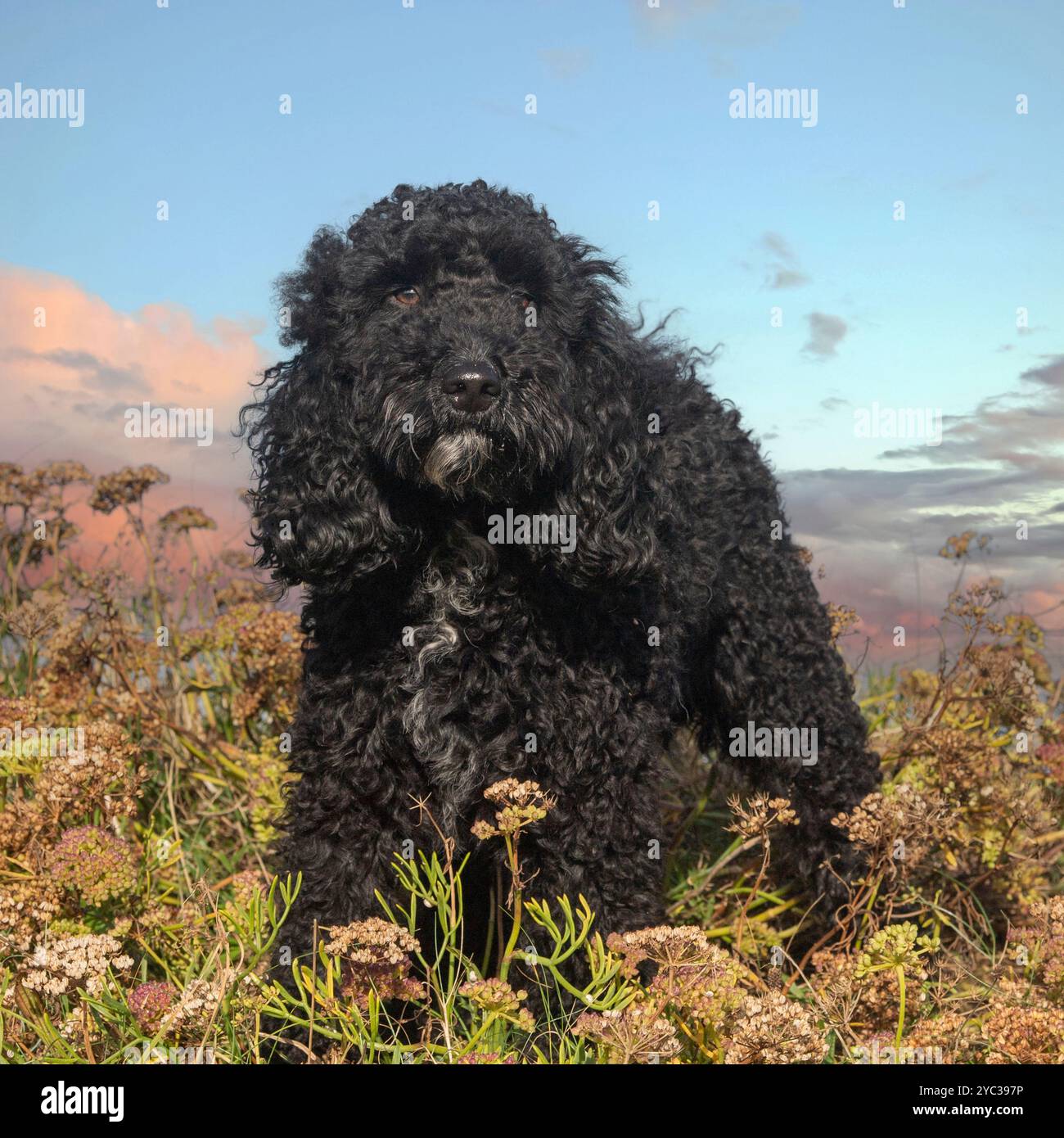 Cane cockapoo Foto Stock