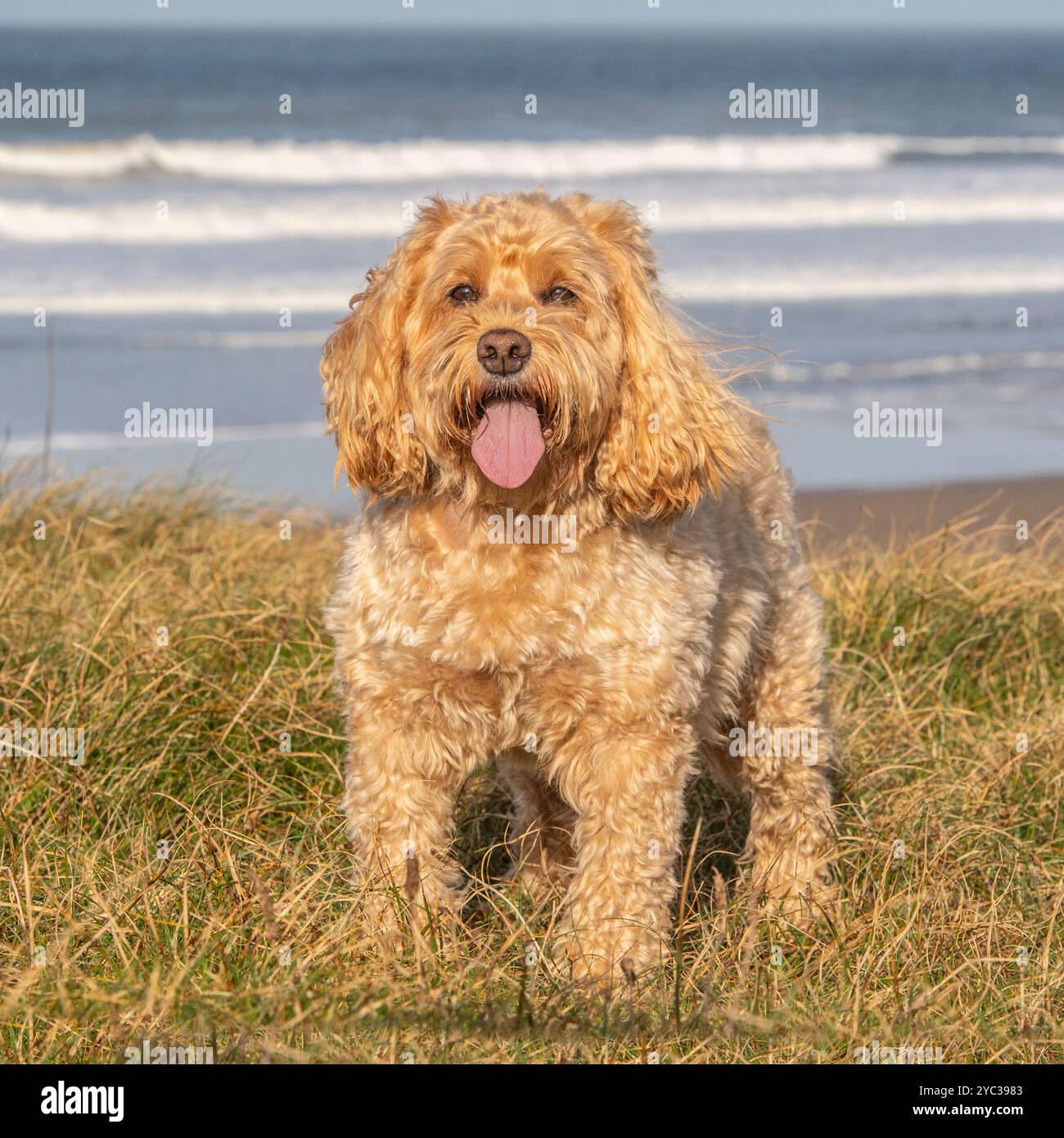 cockapoo in piedi sul mare Foto Stock