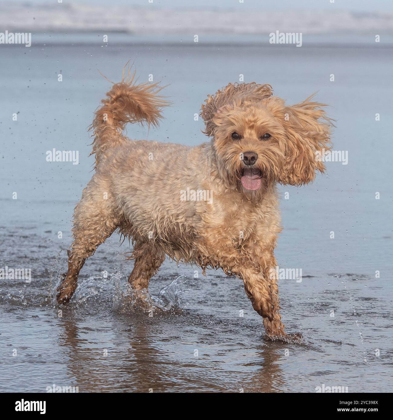 cockapoo che corre in mare Foto Stock