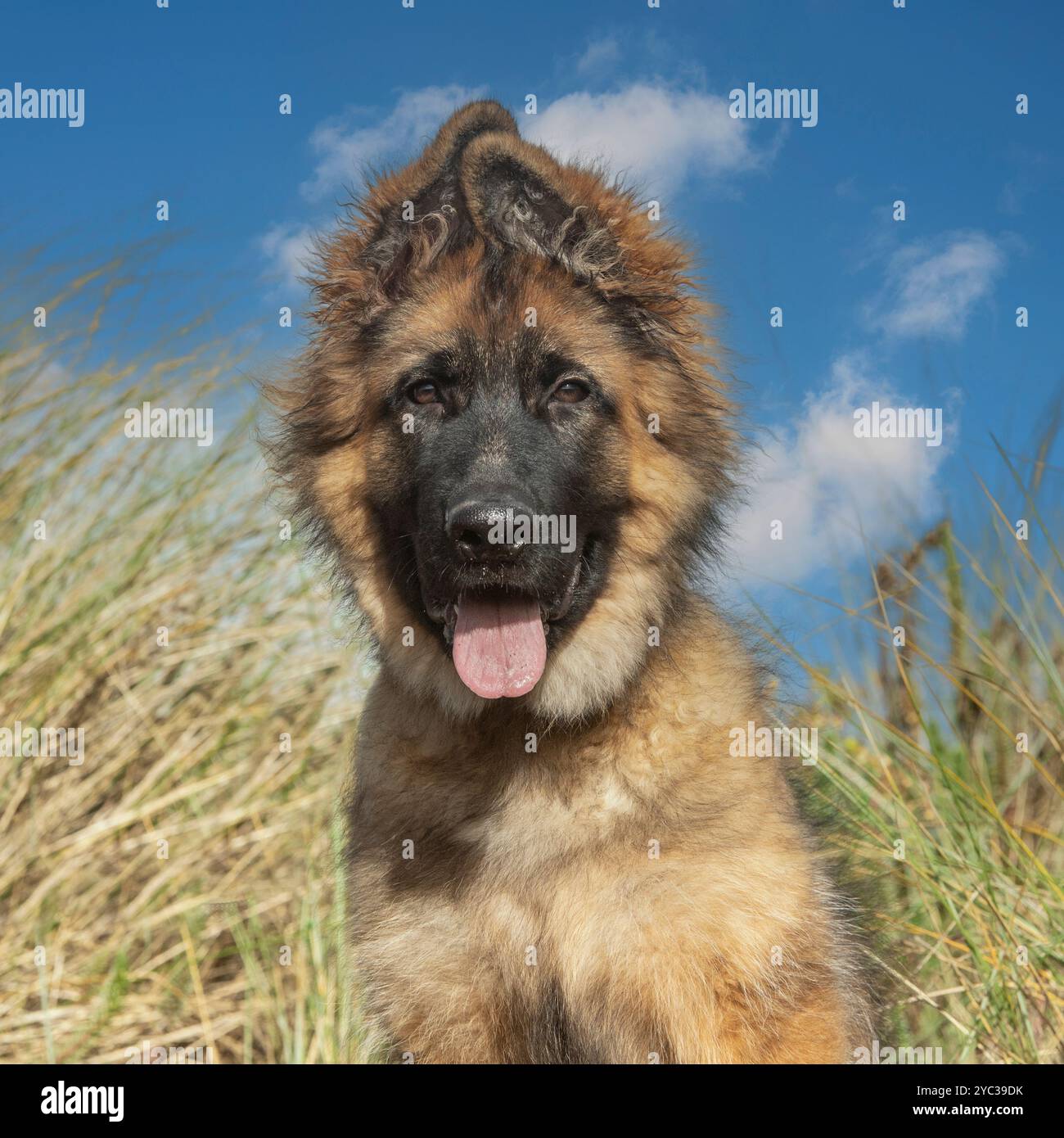 Cane Pastore Tedesco Wolf Dog Sting on Road Alsaziano Di Brown in