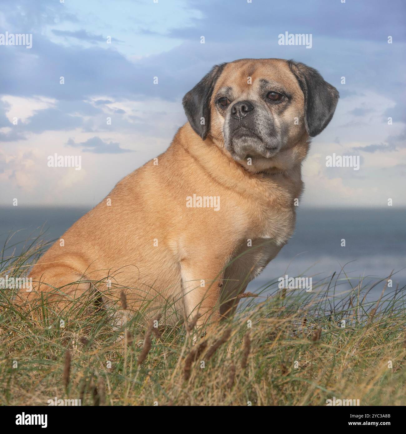 cagnolino, incrociato seduto in riva al mare Foto Stock