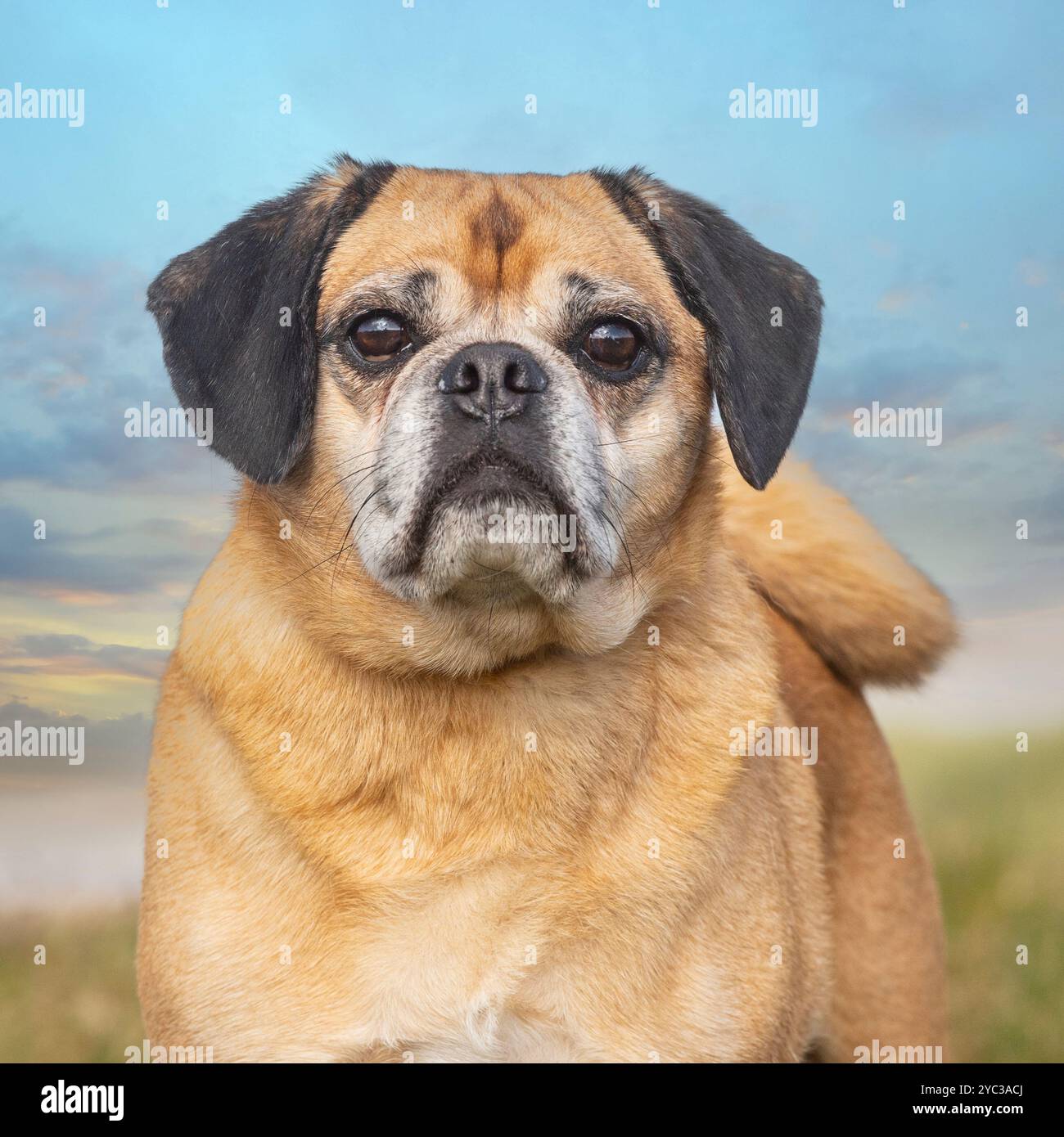 cane da pugolo, crossbreed Foto Stock