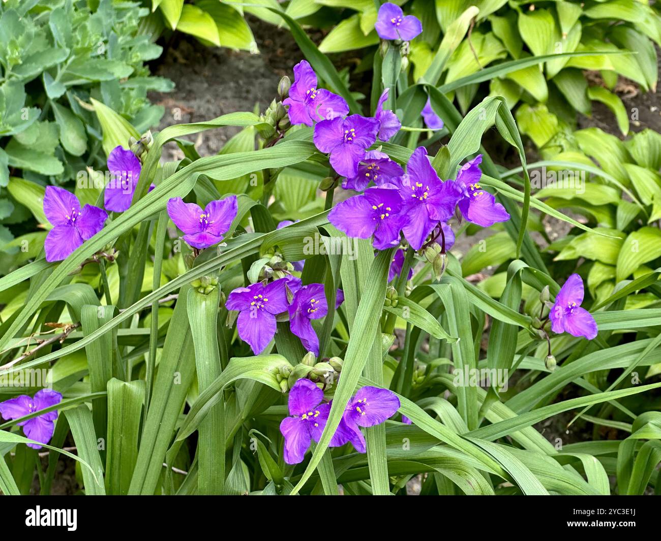 Pianta Tradescantia virginiana con fiori viola e foglie verdi Foto Stock