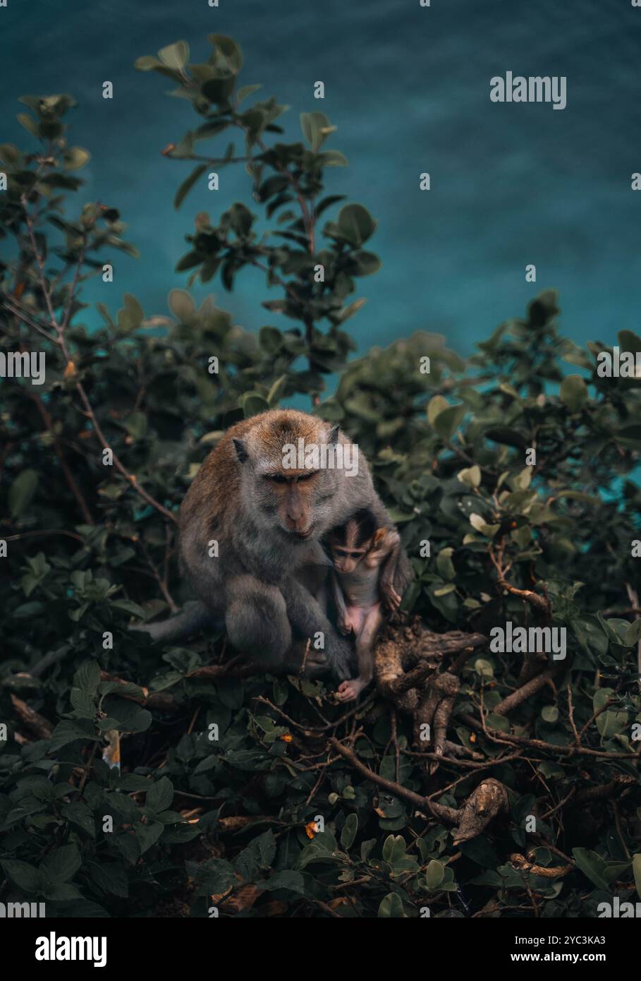 Madre e piccola scimmia a Nusa Penida Foto Stock