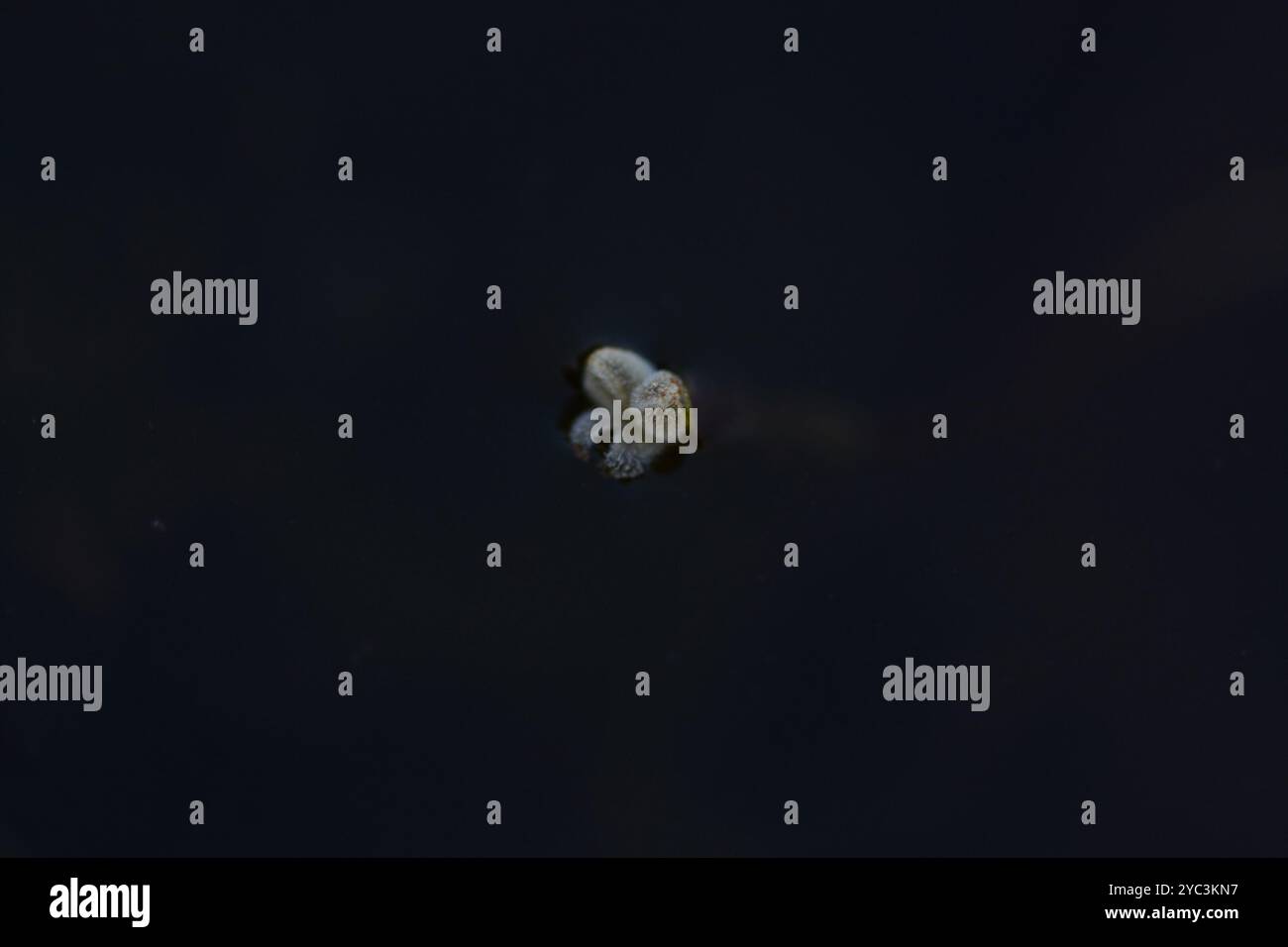 Tapegrass (Vallisneria spiralis) Plantae Foto Stock