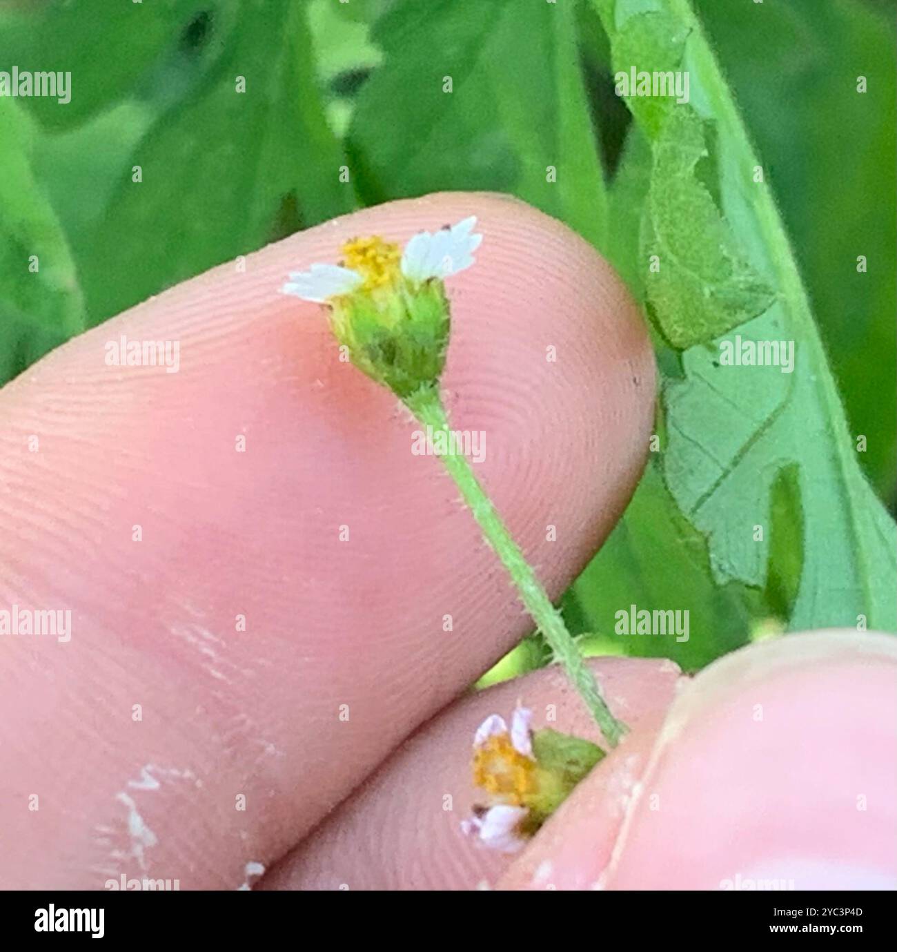 shaggy Soldier (Galinsoga quadriradiata) Plantae Foto Stock