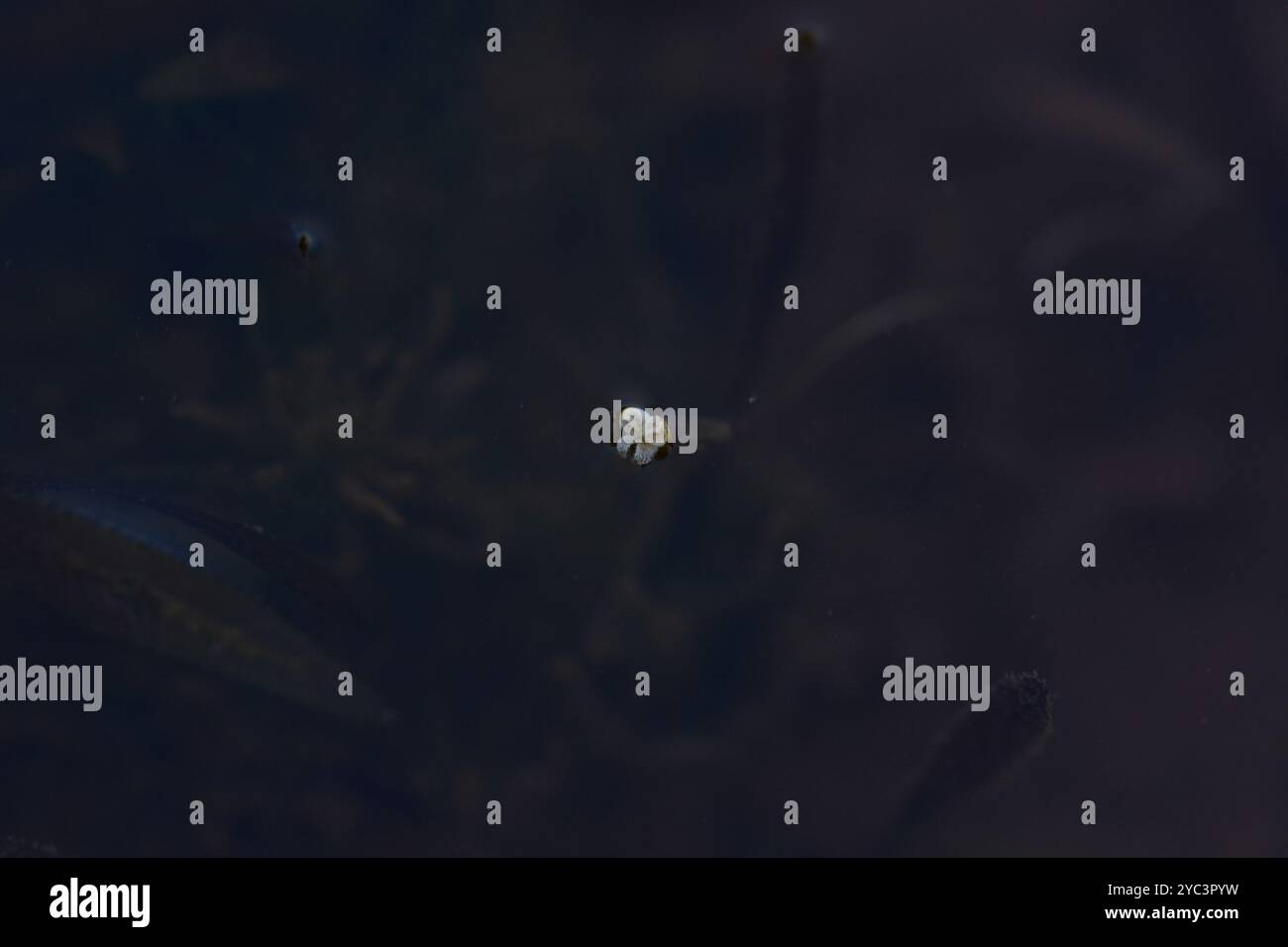 Tapegrass (Vallisneria spiralis) Plantae Foto Stock