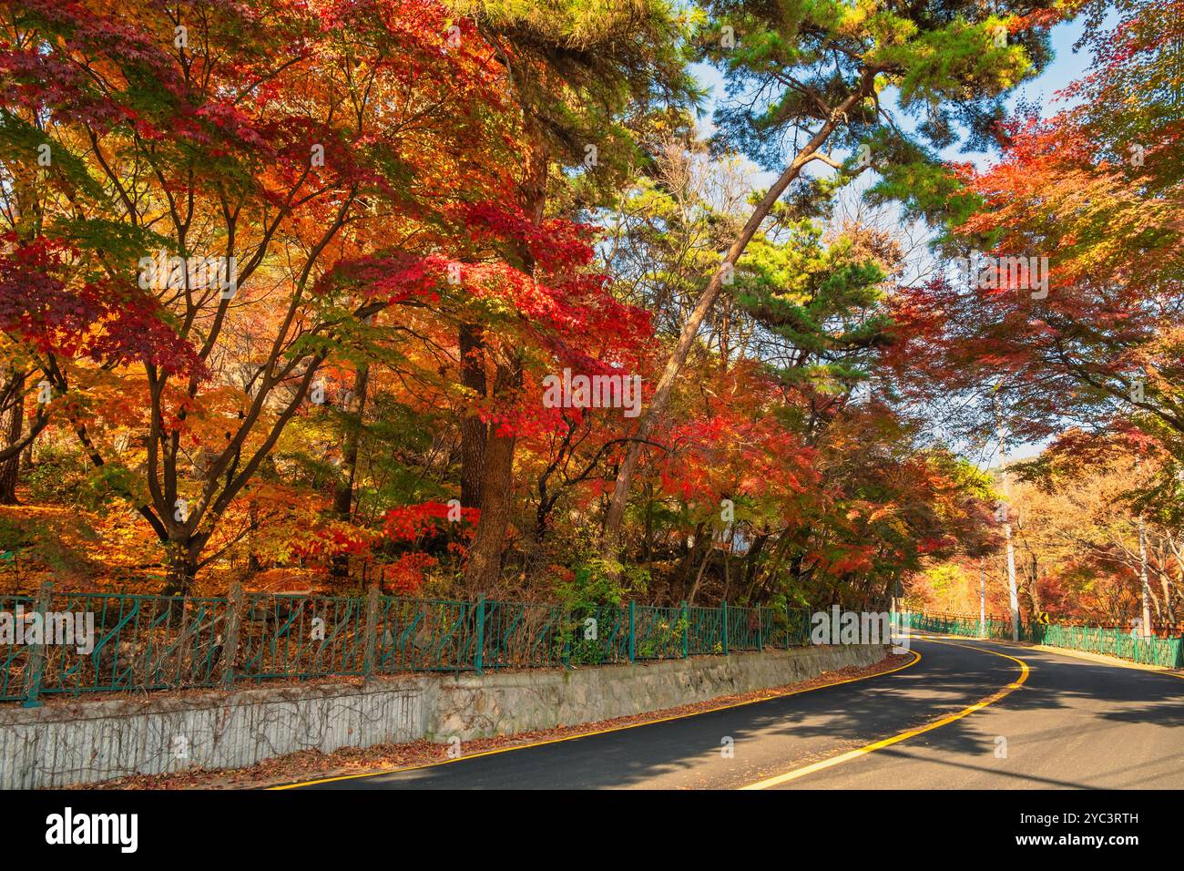 Seoul Corea del Sud, foglia d'acero rosso al Parco Samcheong nella stagione autunnale Foto Stock
