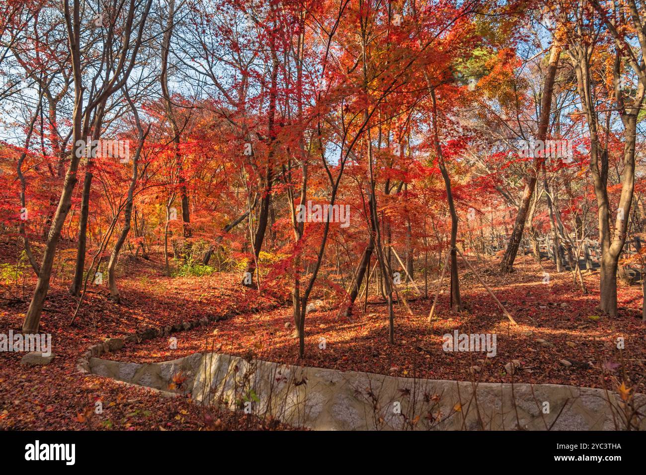 Seoul Corea del Sud, foglia d'acero rosso al Parco Samcheong nella stagione autunnale Foto Stock