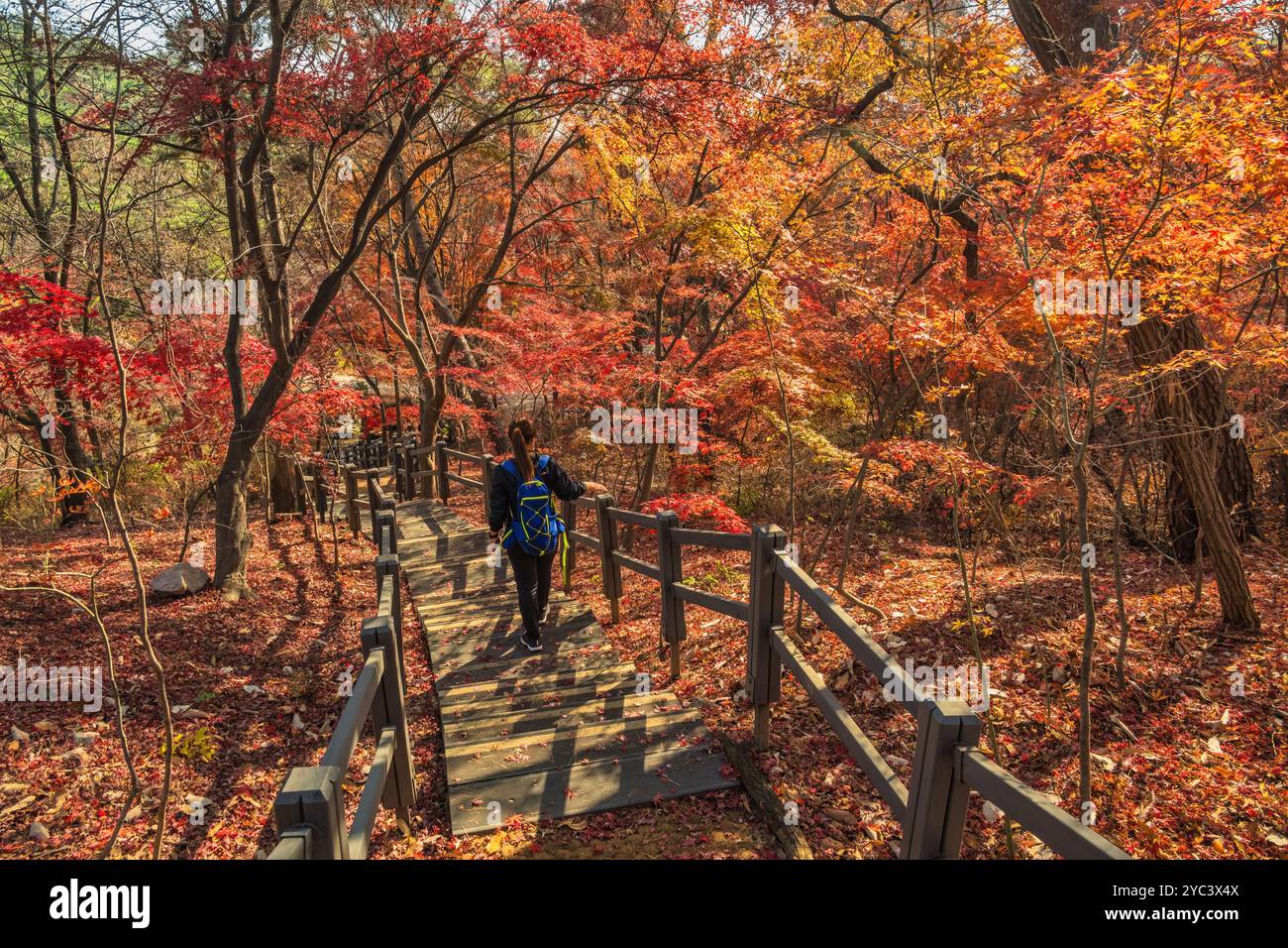 Seoul Corea del Sud, foglia d'acero rosso al Parco Samcheong nella stagione autunnale Foto Stock