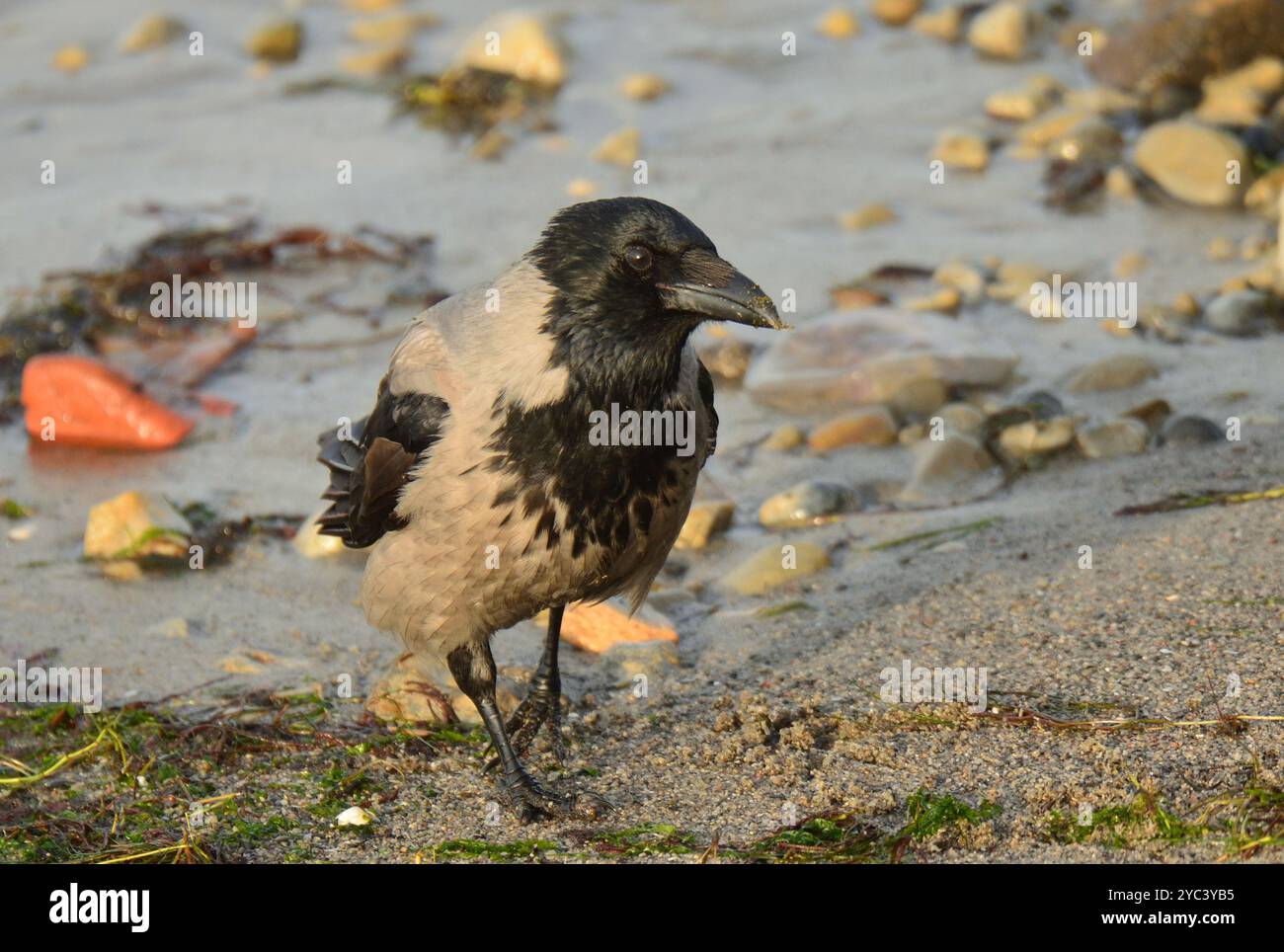 Corvo con cappuccio sulla spiaggia Foto Stock