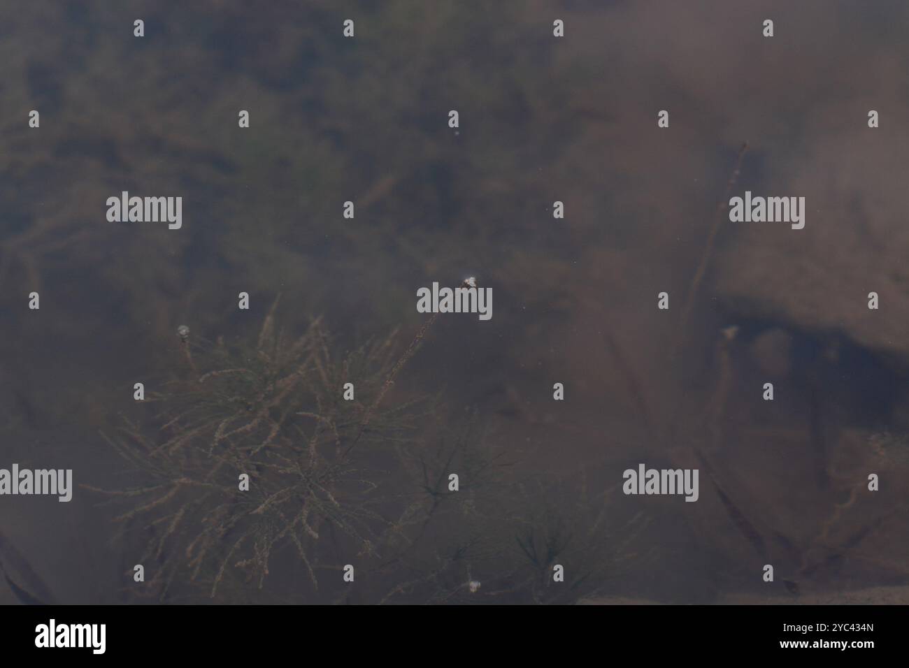 Tapegrass (Vallisneria spiralis) Plantae Foto Stock