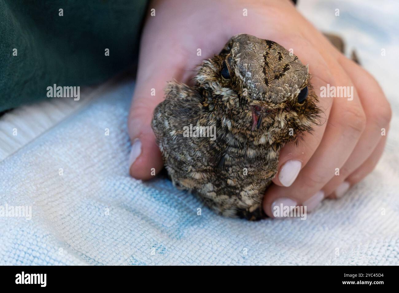 Il personale medico veterinario sta alimentando un nightjar europeo ricoverato in ospedale (Caprimulgus europaeus) سبد أوروبي come questa specie di caccia e mangia in fl Foto Stock