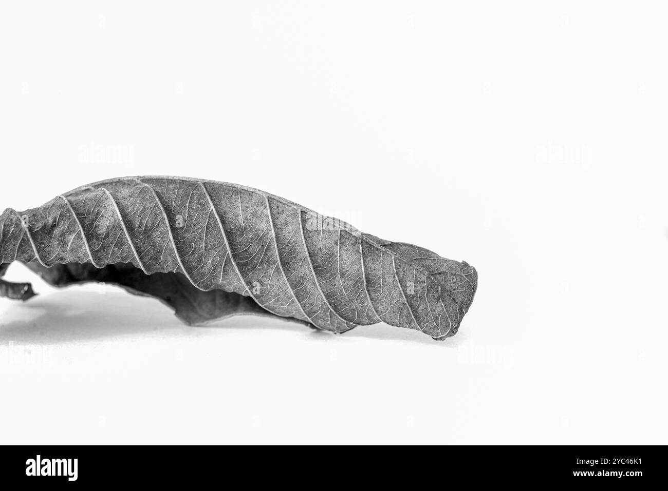 Dettagli delle foglie di guava, curve, motivi e texture. Foto Stock