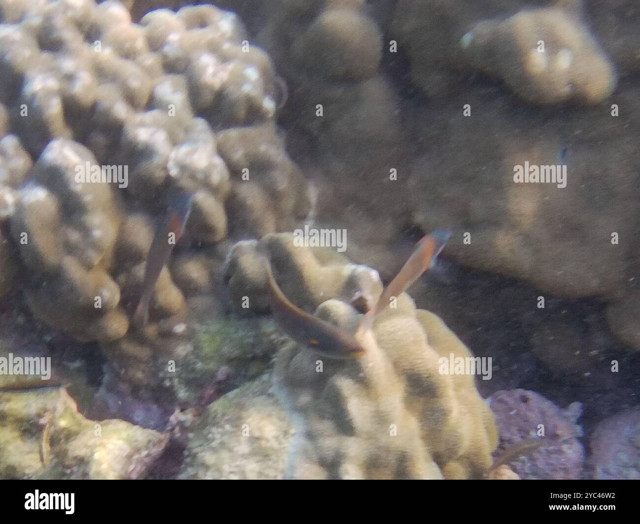 Sella Wrasse (Thalassoma duperrey) Actinopterygii Foto Stock