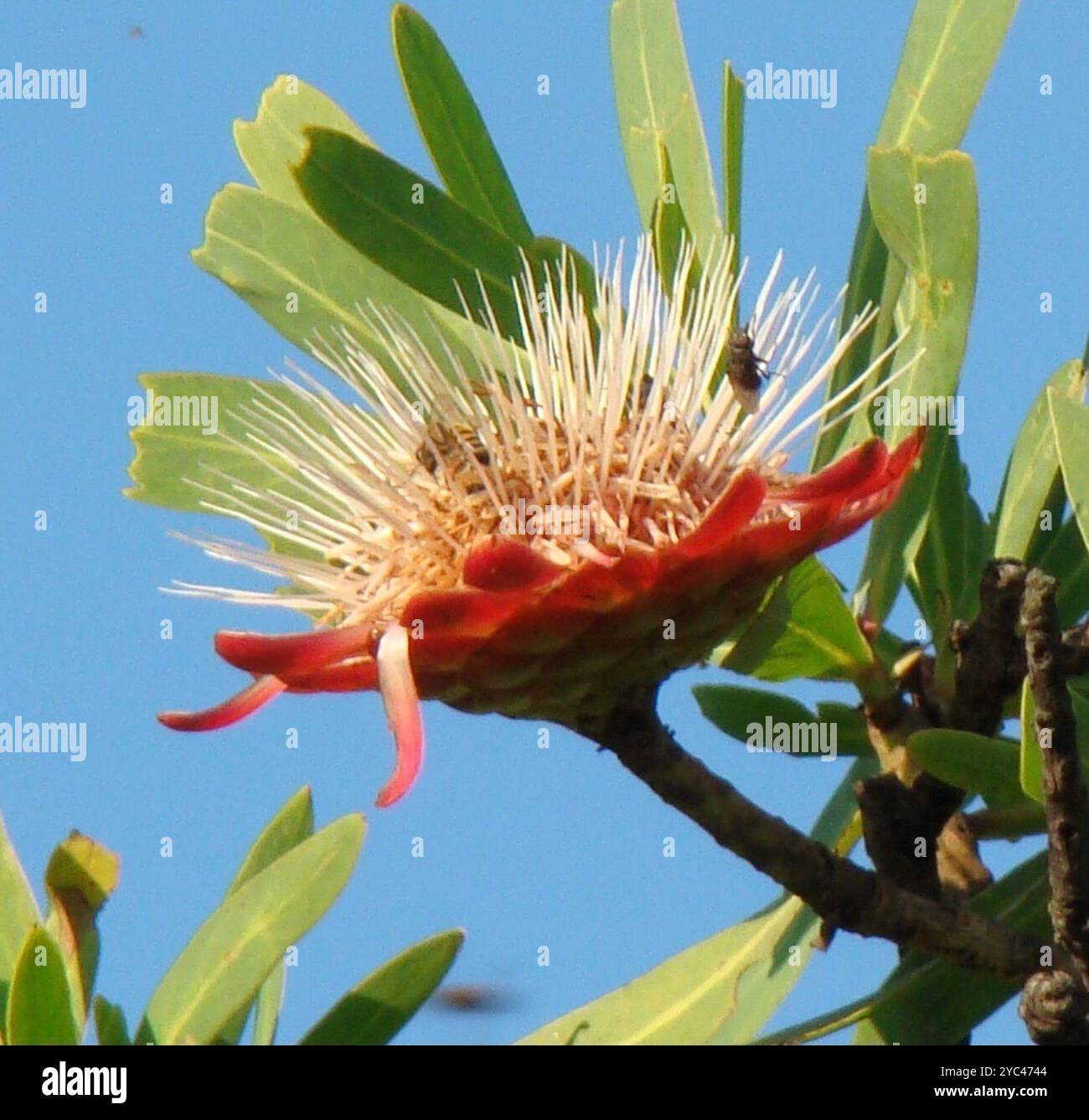 Comune Sugarbush (Protea caffra caffra) Plantae Foto Stock