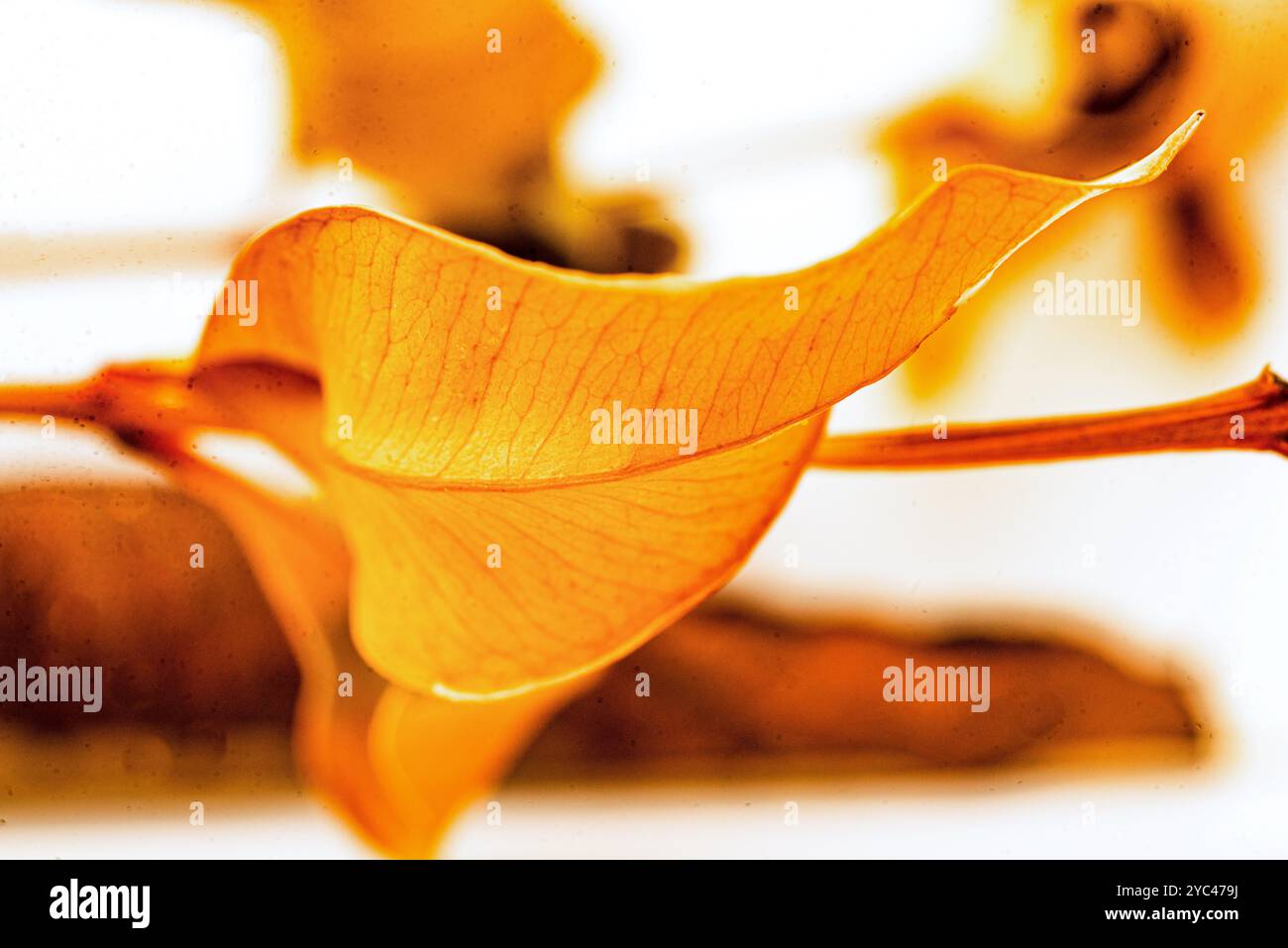 Labbro rosso secco ( Syzygium myrtifolium ) curve e pattern delle foglie - Kampala - Uganda( Foto Stock