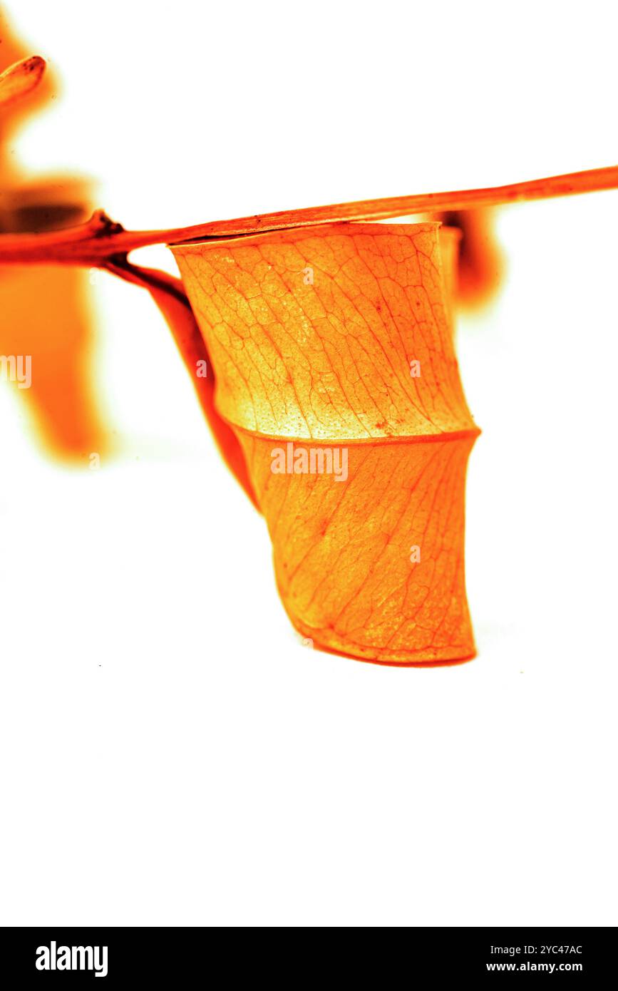 Labbro rosso secco ( Syzygium myrtifolium ) curve e pattern delle foglie - Kampala - Uganda( Foto Stock