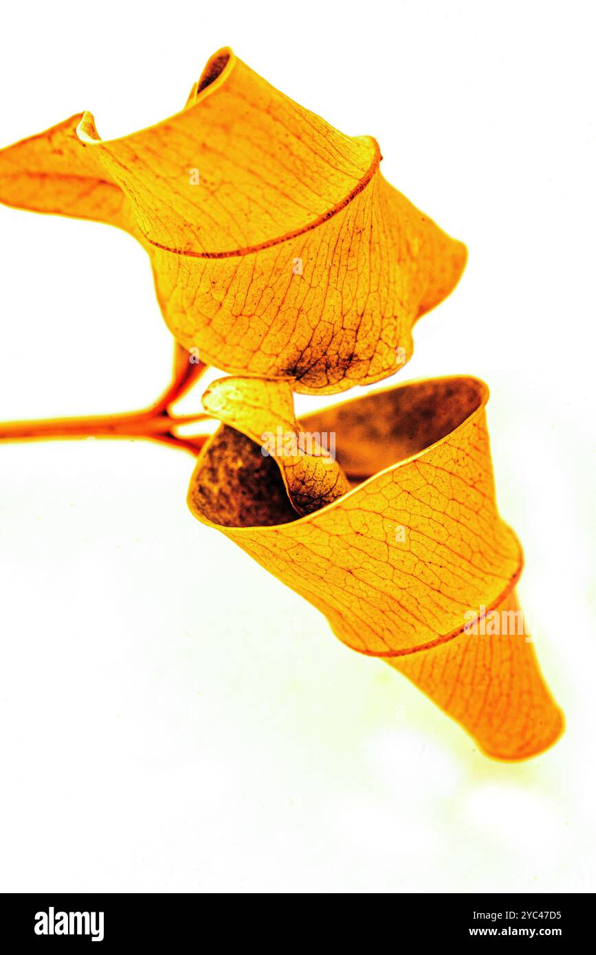 Labbro rosso secco ( Syzygium myrtifolium ) curve e pattern delle foglie - Kampala - Uganda( Foto Stock