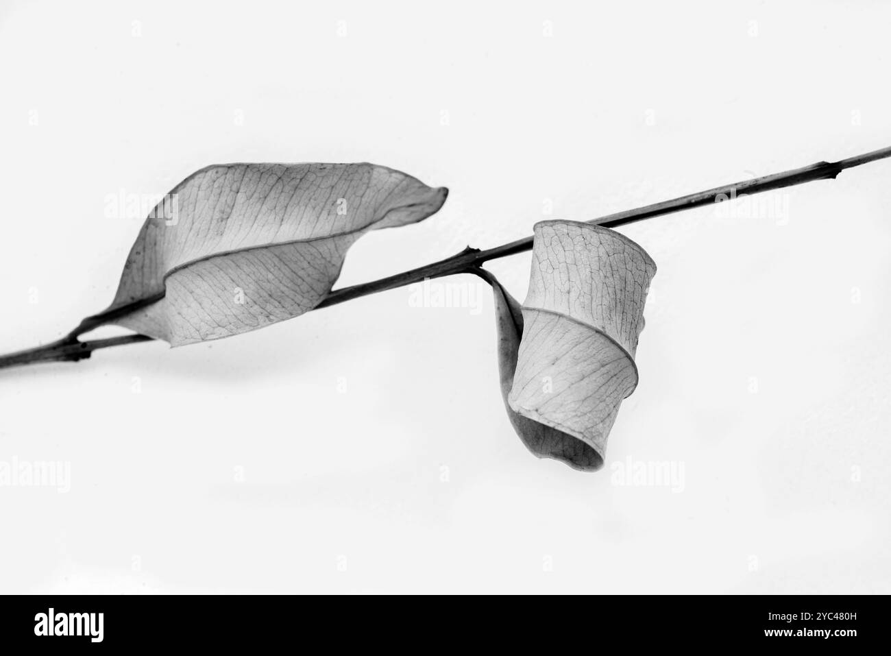 Labbro rosso secco ( Syzygium myrtifolium ) curve e pattern delle foglie - Kampala - Uganda( Foto Stock