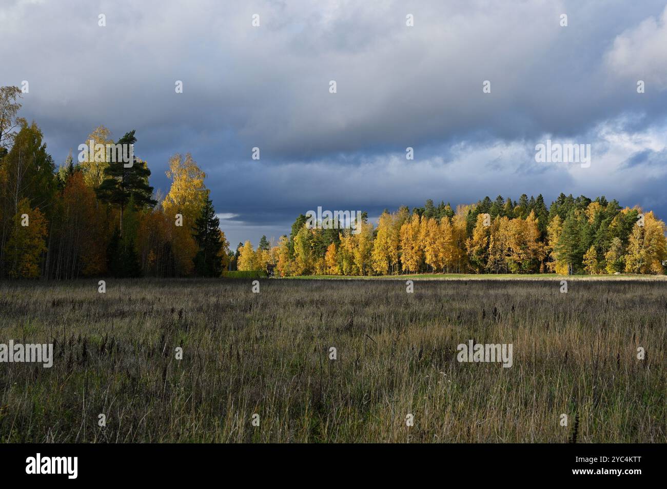 Questa foto cattura un paesaggio autunnale sotto un cielo spettacolare. Un campo di alte erbe essiccate si estende in primo piano, portando a una fitta fores Foto Stock