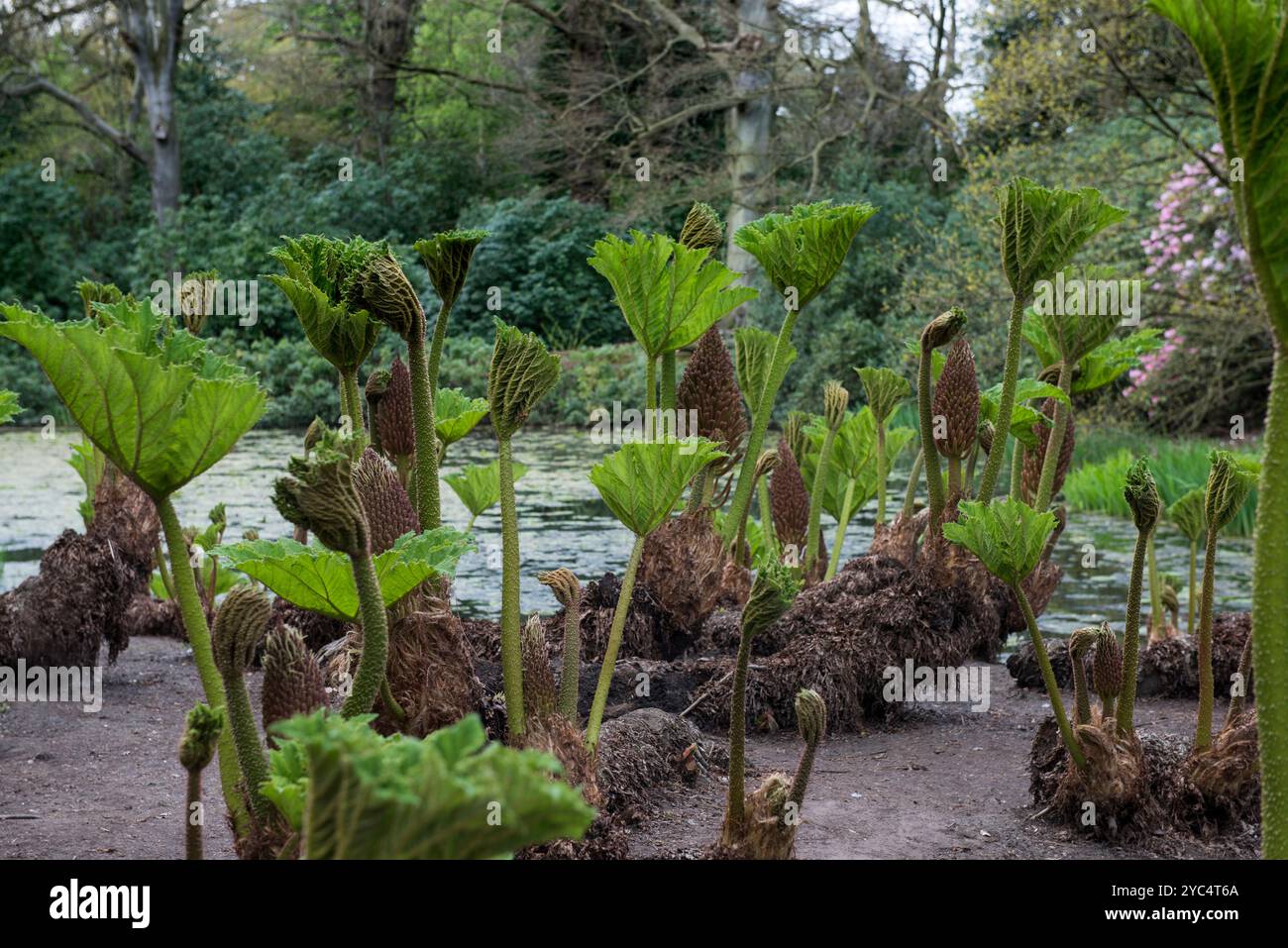 Un primo piano ben concentrato di questa impressionante pianta conosciuta come rabarbaro brasiliano, rabarbaro gigante o manicata Gunnera. Cresciuto a Tatton Park nel Cheshire. Foto Stock