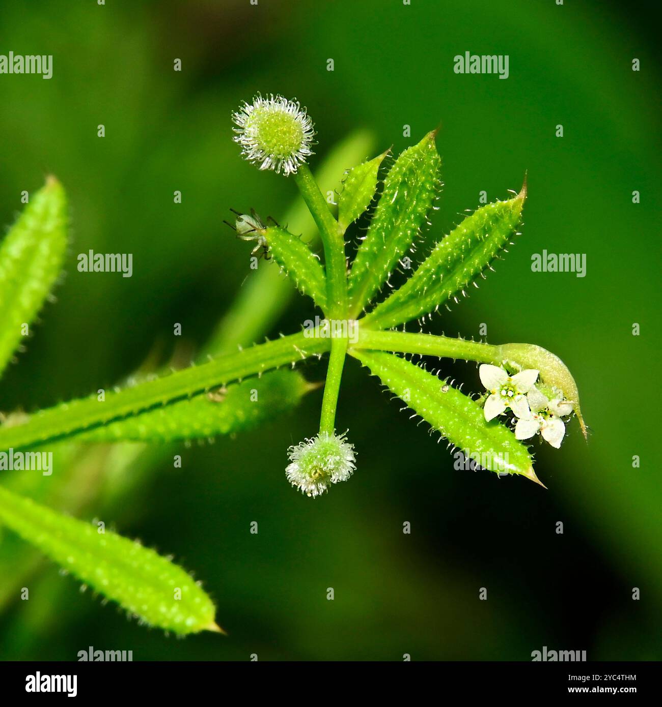 Una pianta di Cleavers che cresce su uno sfondo sfocato. E' ben focalizzato e ha buoni dettagli. I fiori sono piccoli. Cerca l'Aphid su una foglia. Foto Stock