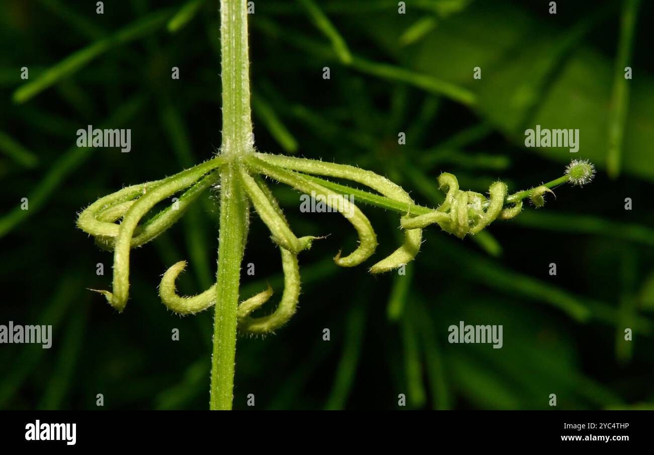 Un fusto di Cleavers autoseminati, Galium aparine, che scende da una recinzione a cui era appeso. Il tendine sembra perplesso. Boccioli delle foglie non completamente aperti. Foto Stock