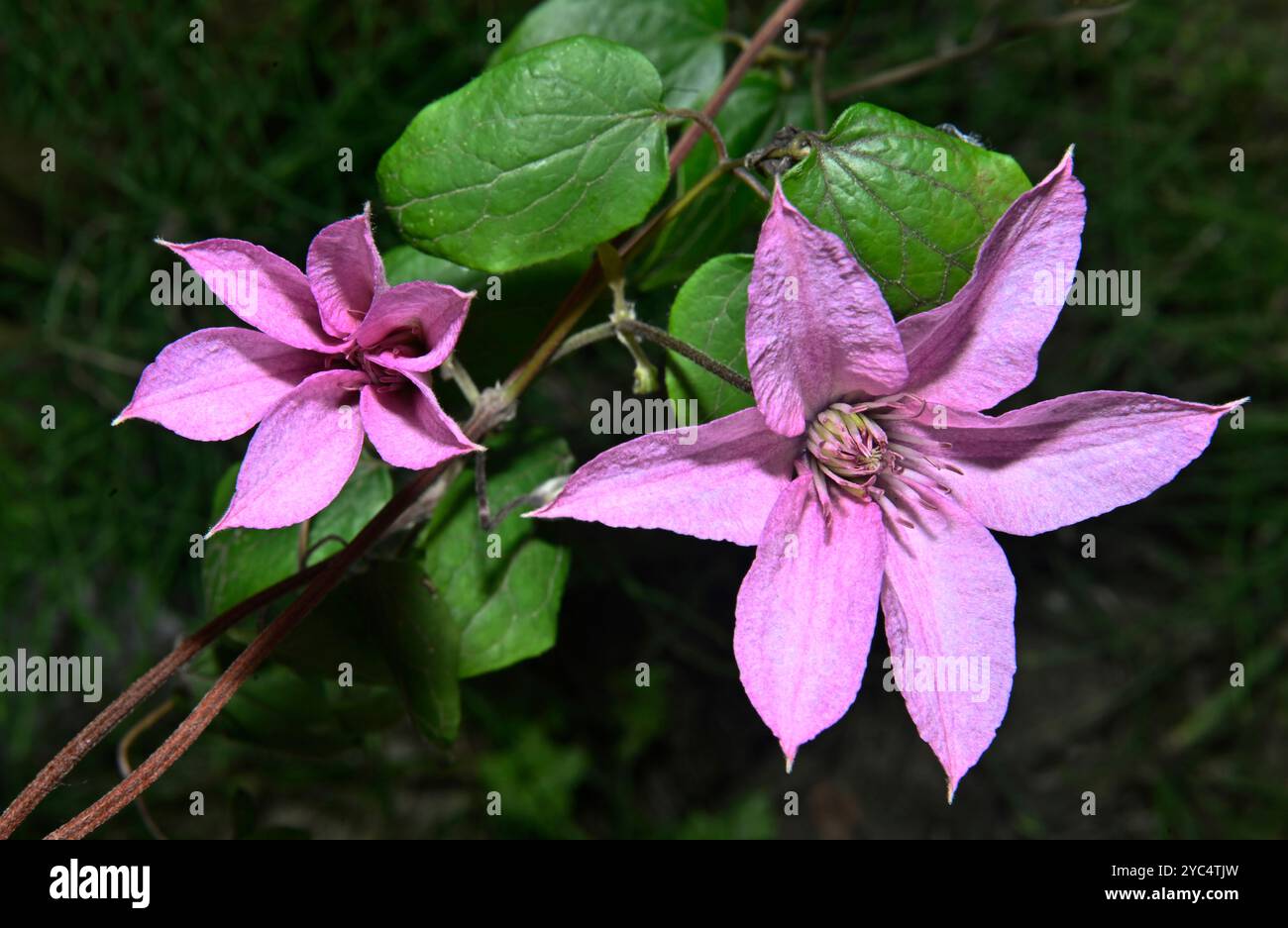 Clematis, verginsbower asiatico, Clematis florida. Splendidi fiori rosa su uno sfondo naturale. Primo piano e ben concentrato. Foto Stock