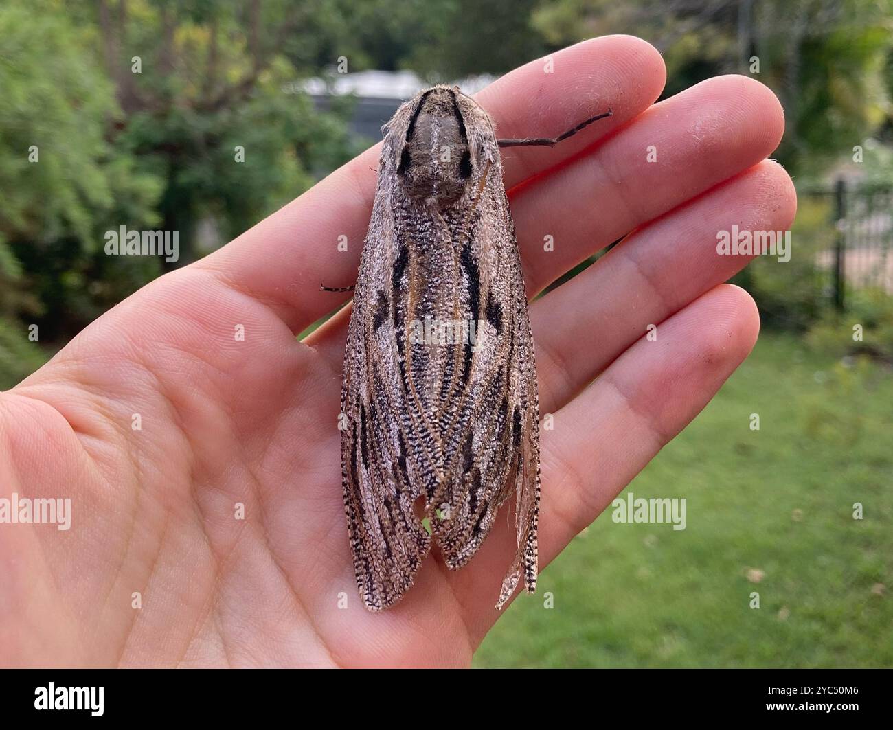 (Endoxyla lituratus) Insecta Foto Stock