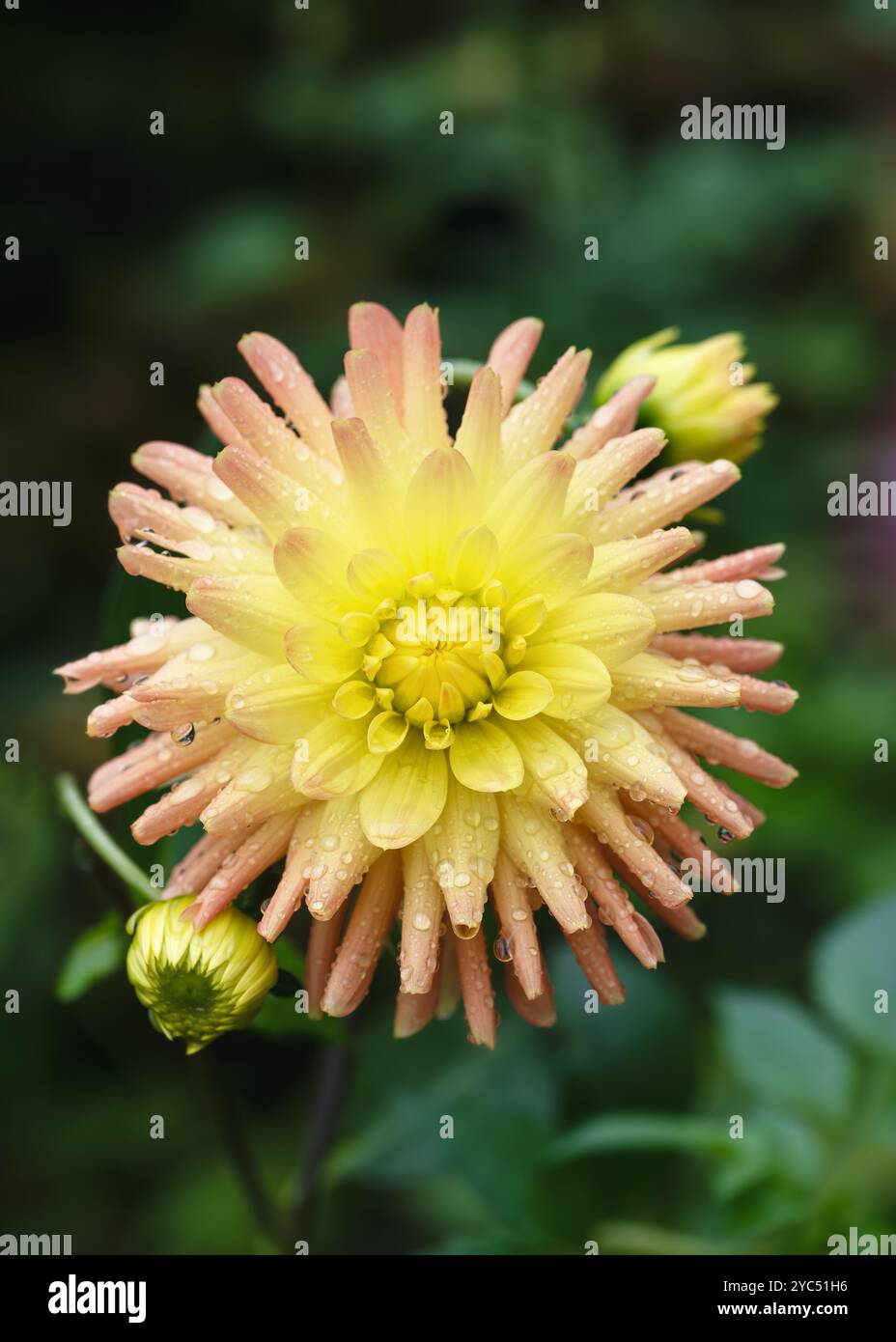 Bellissimo cactus giallo arancio dahlia "Cabana Banana" fiore con gocce di pioggia alla luce del mattino sullo sfondo sfocato della natura. Foto Stock